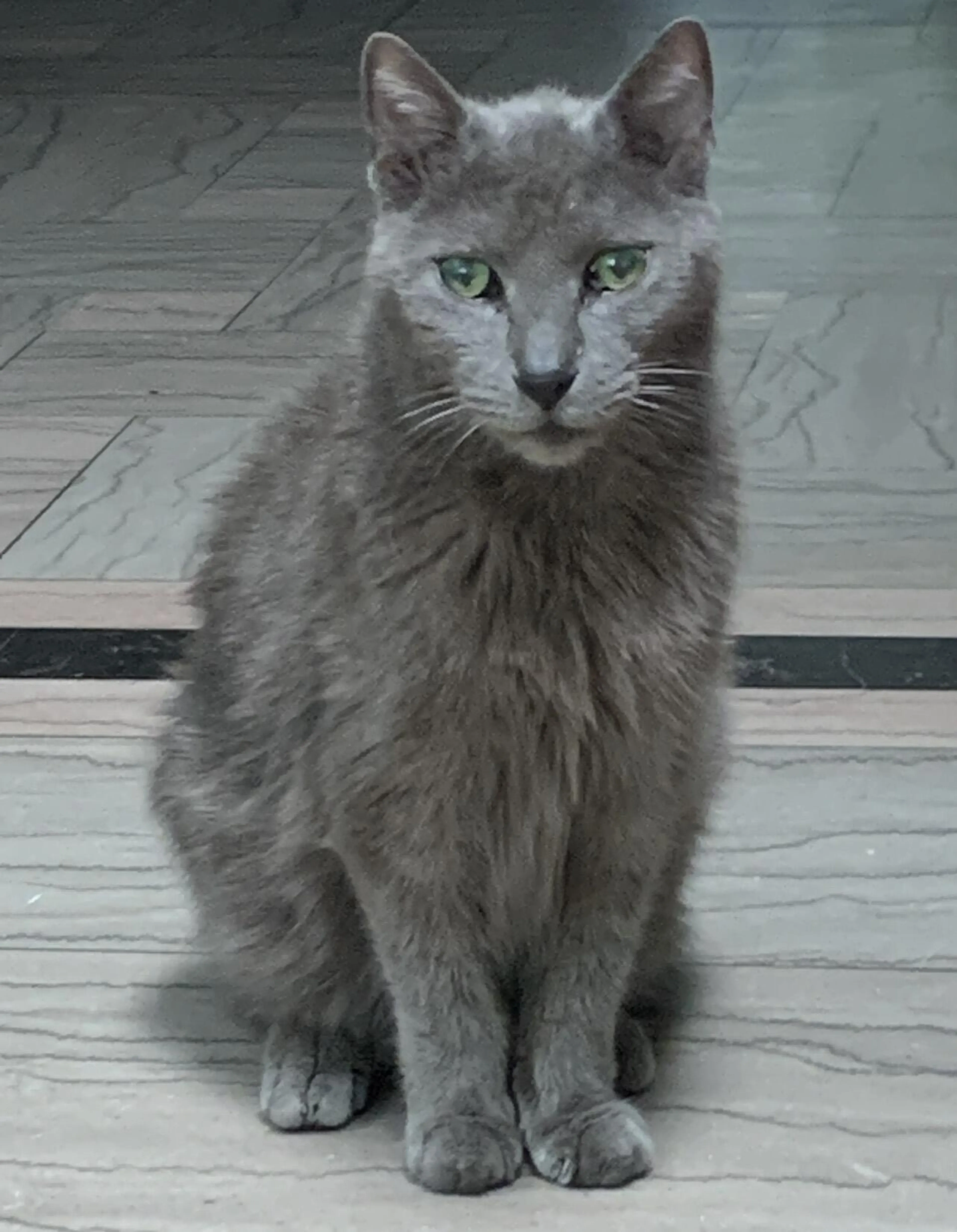 Lost pet