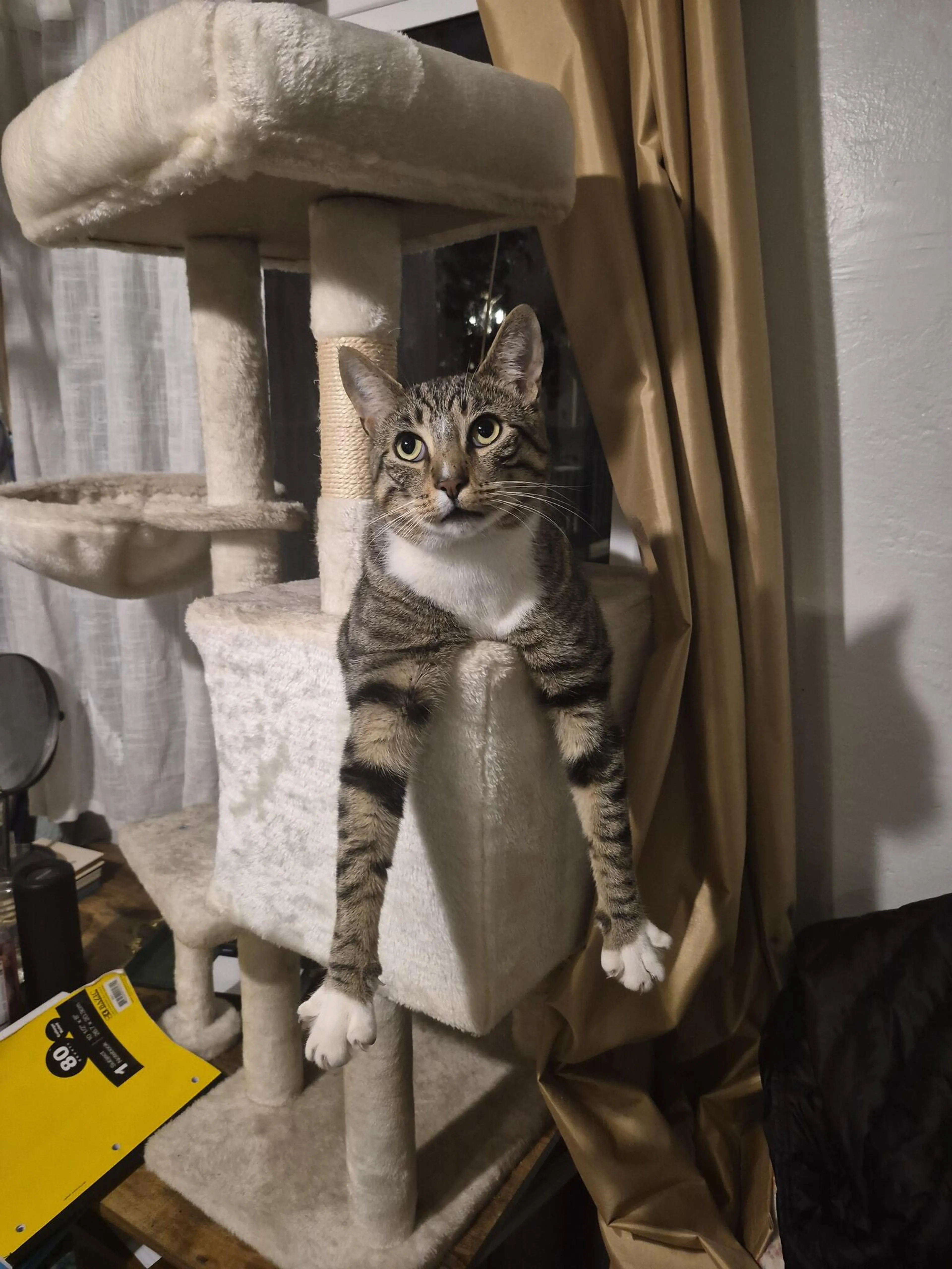 Lost pet