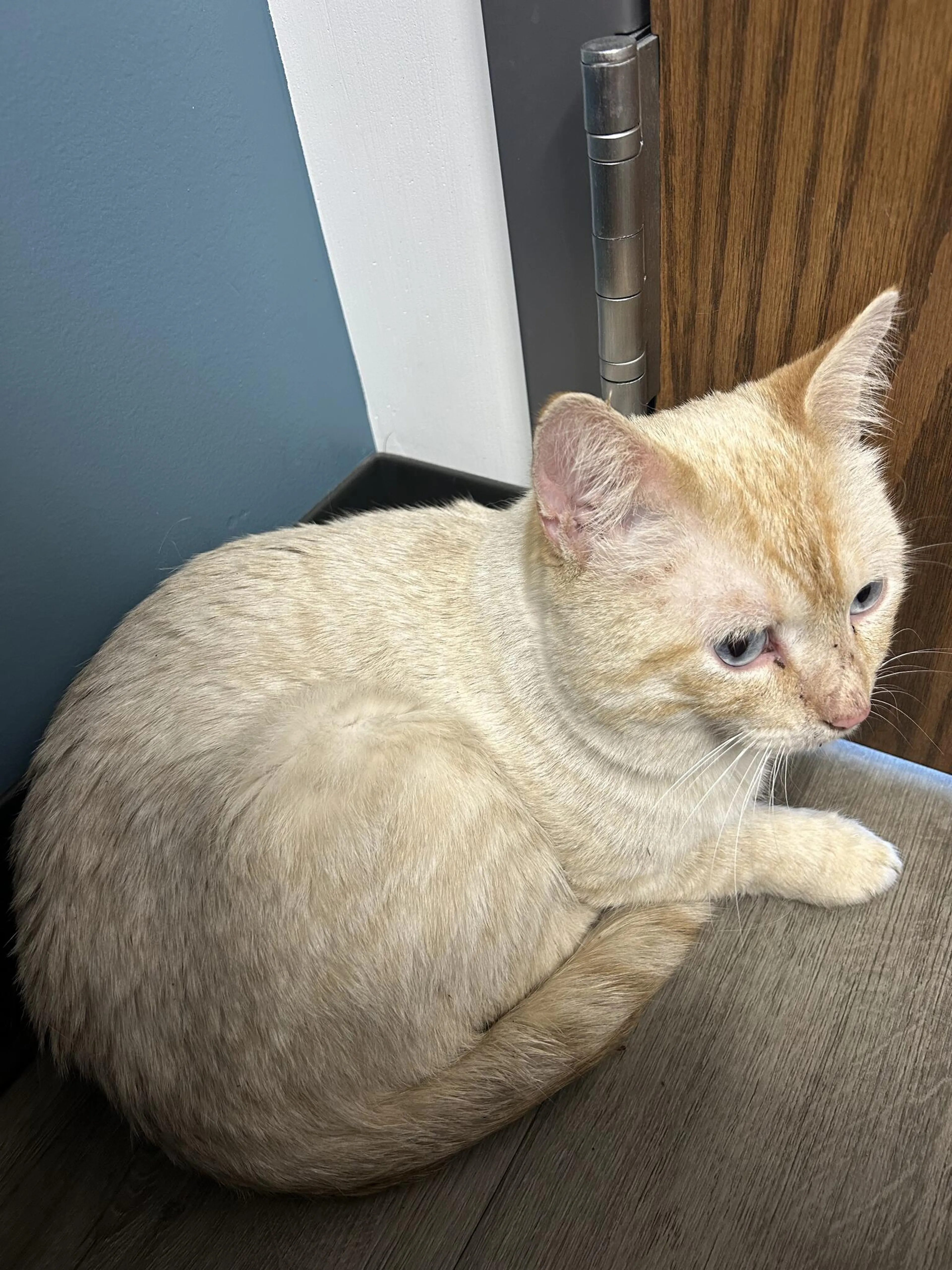 Found pet