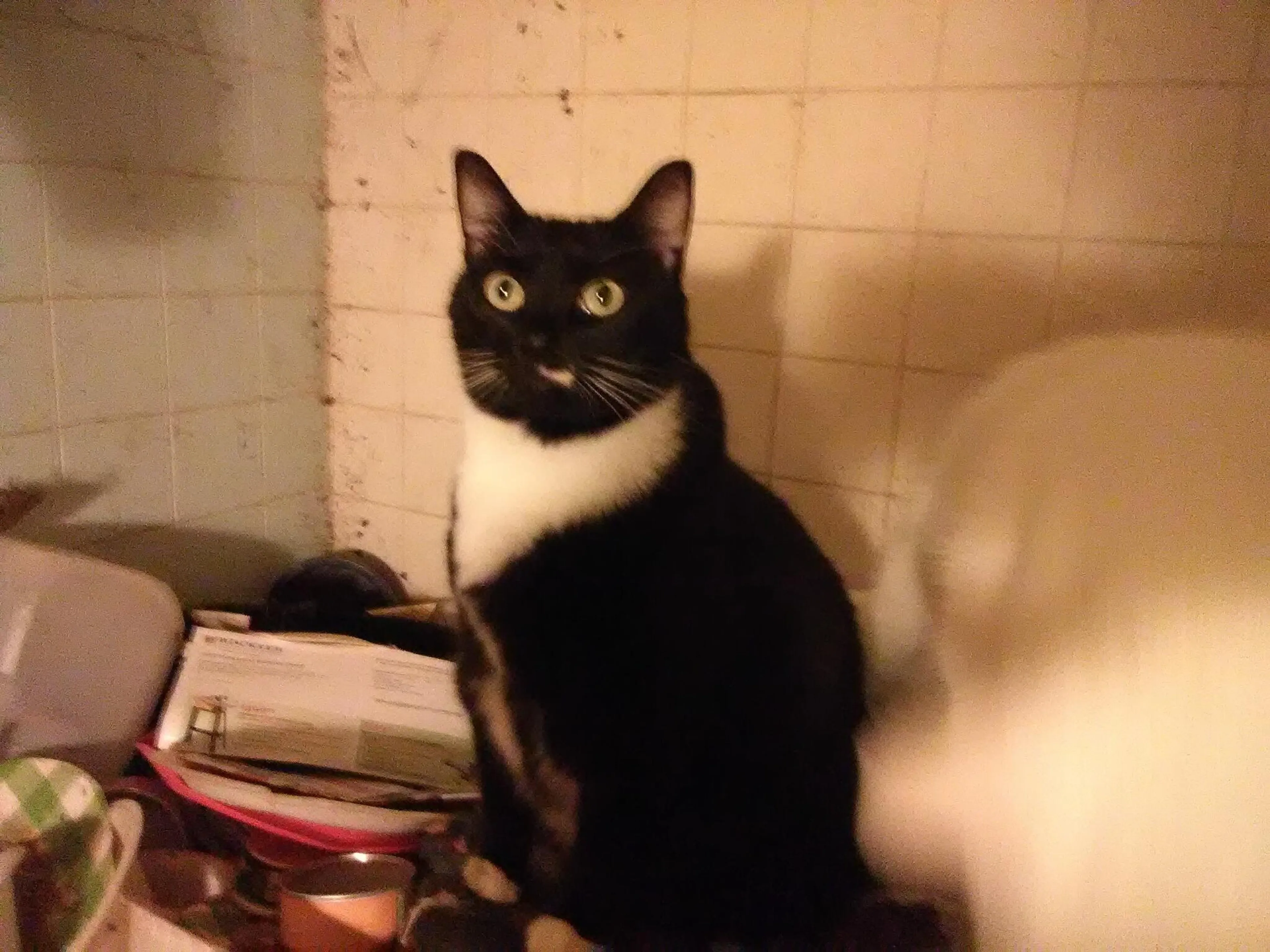 Lost pet