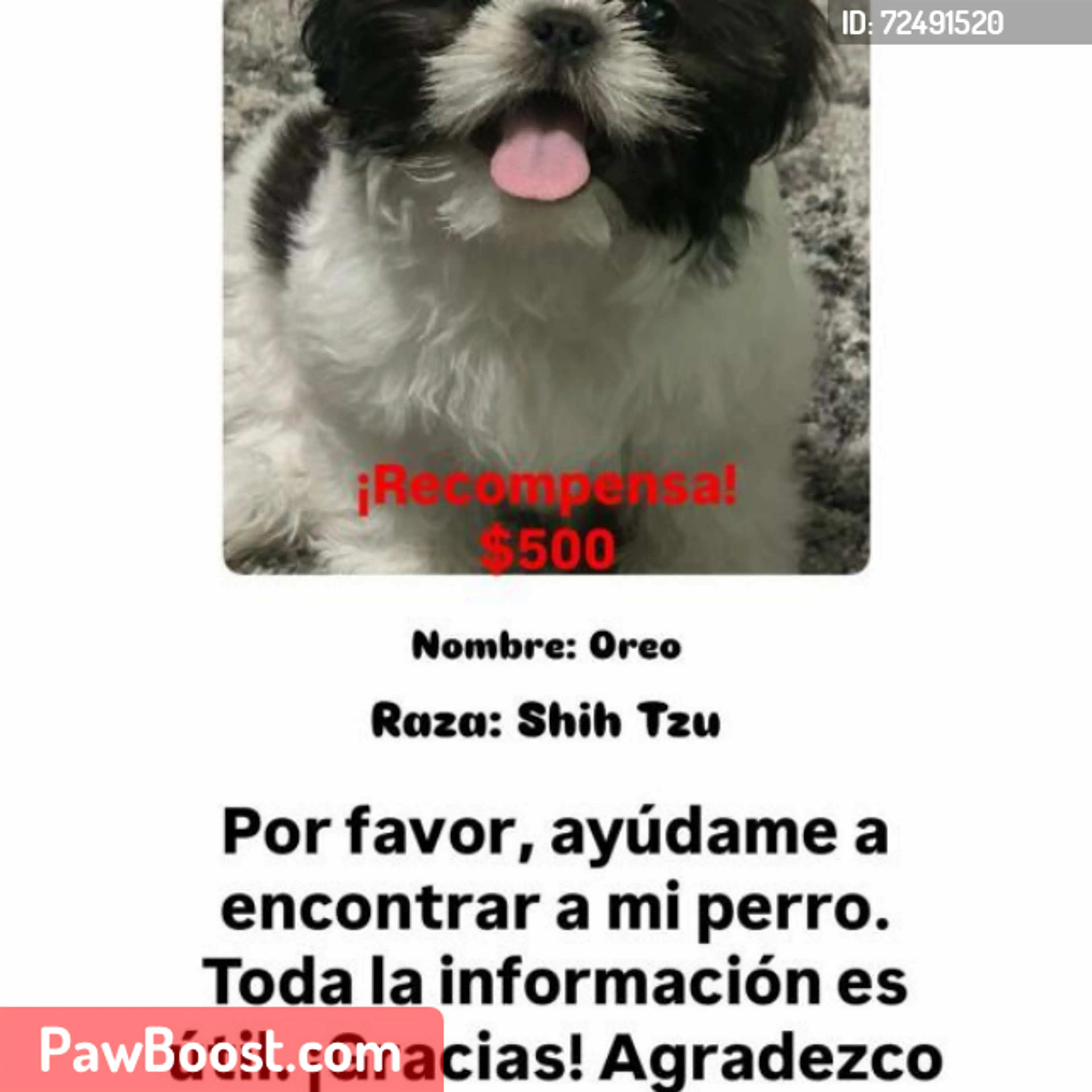Lost pet