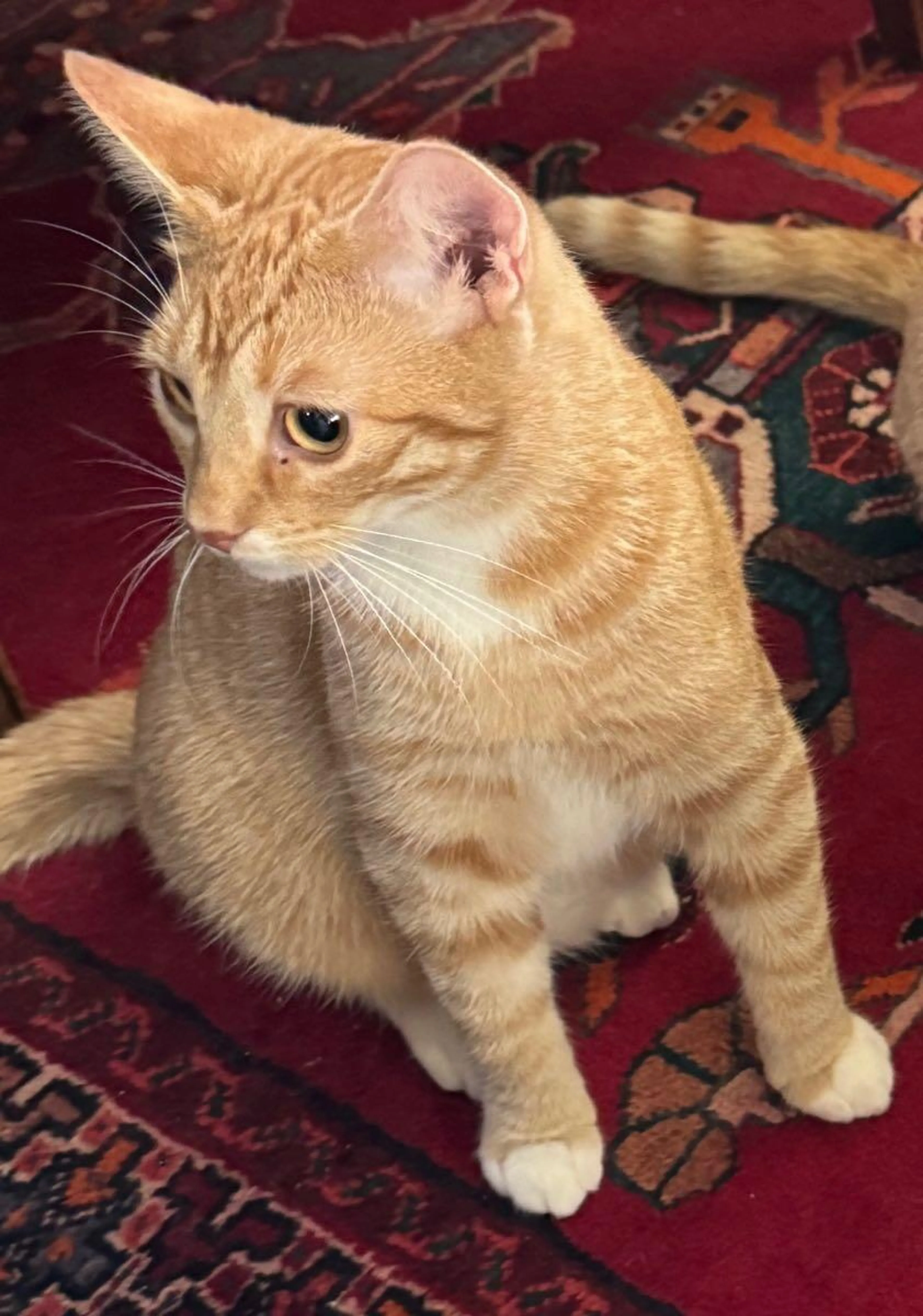Lost pet