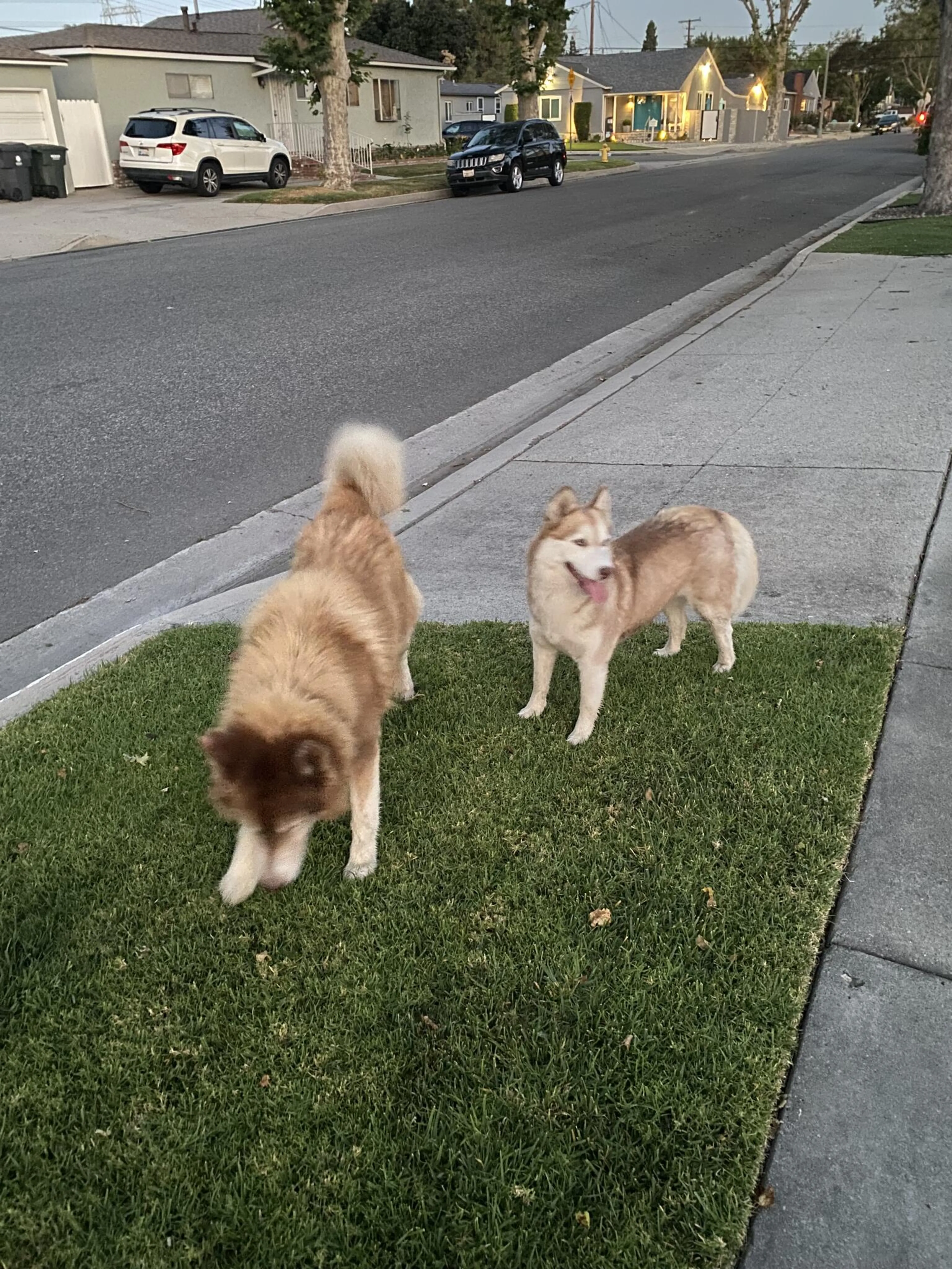 Found pet