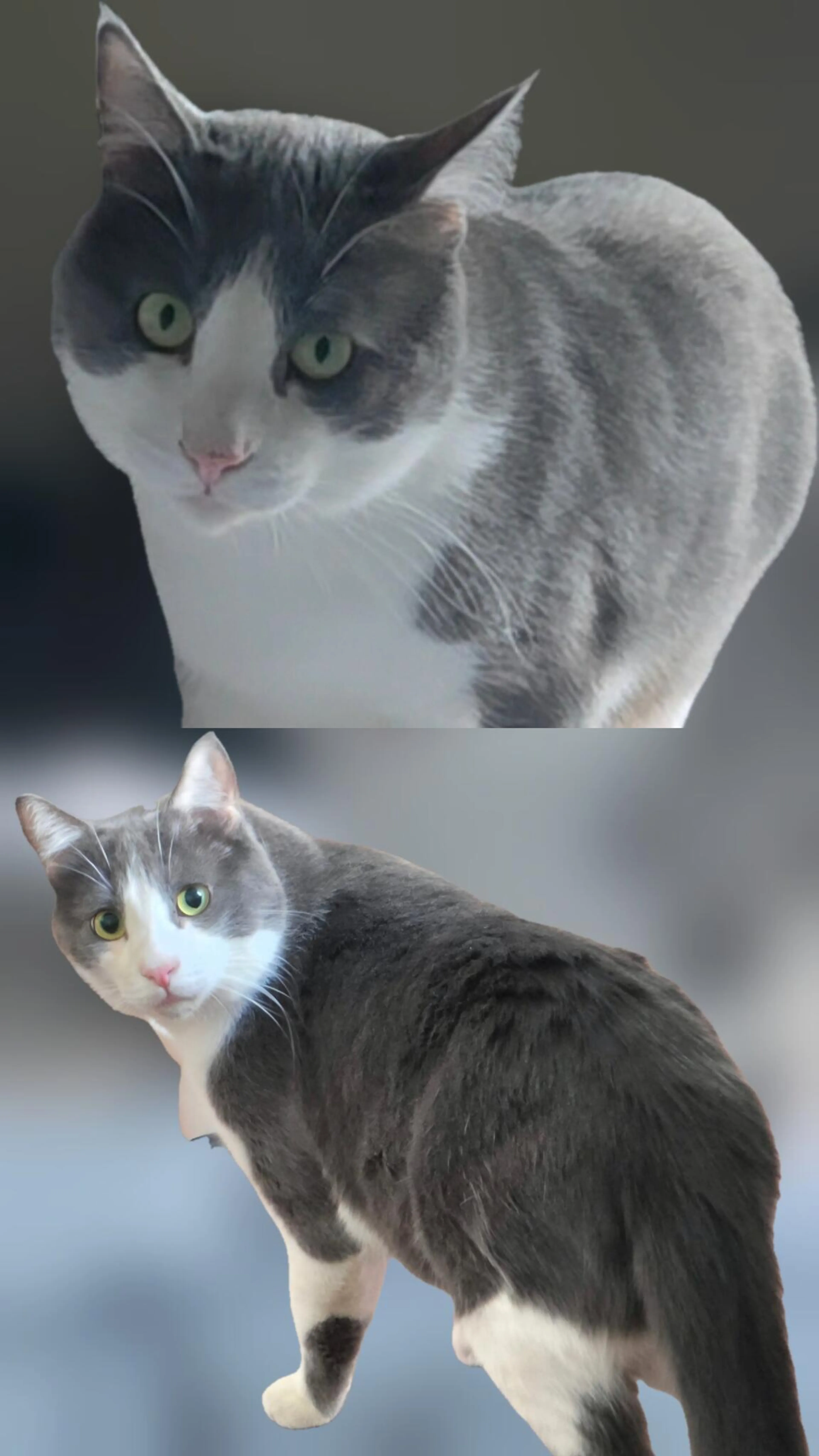 cdn image