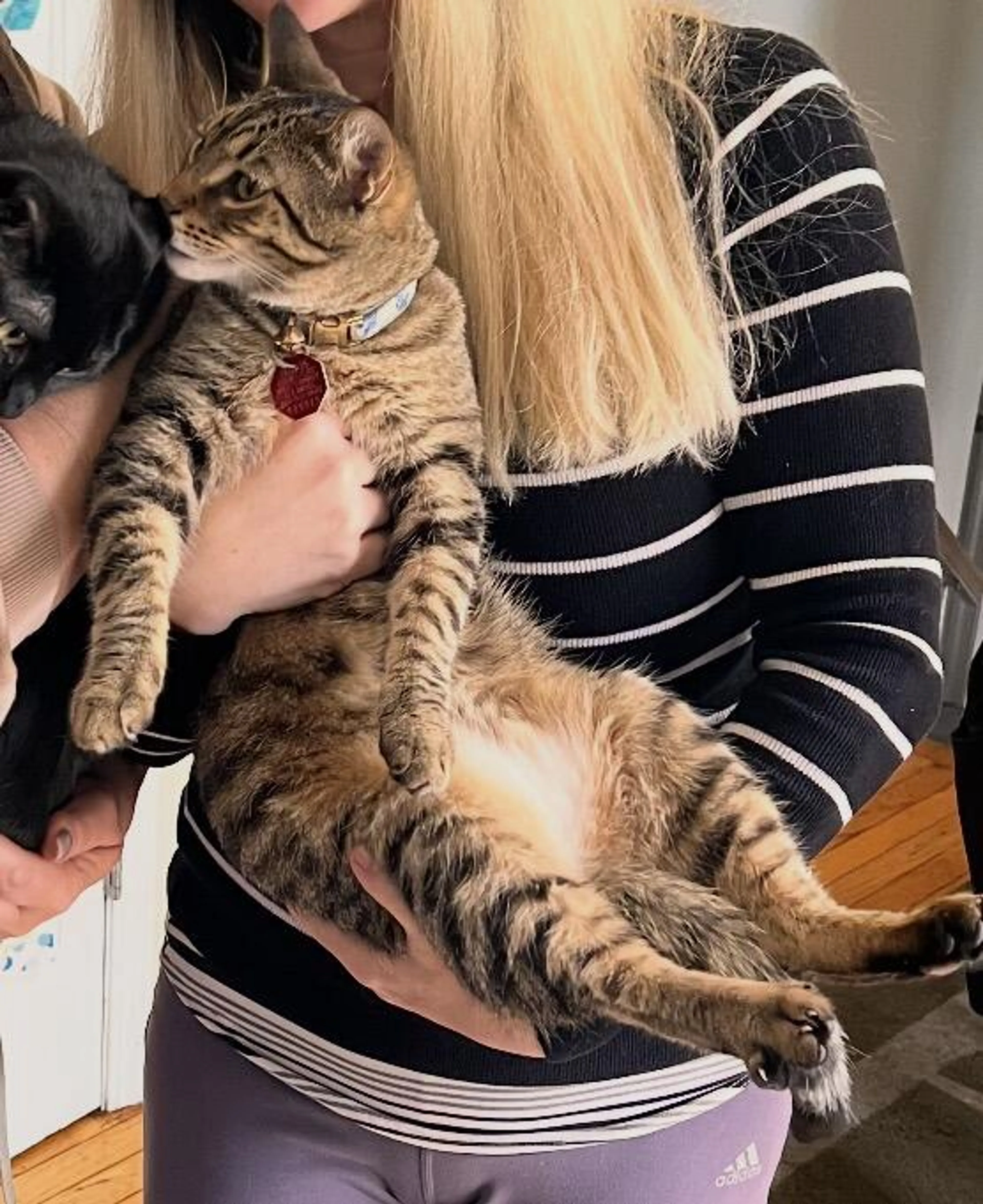 Lost pet