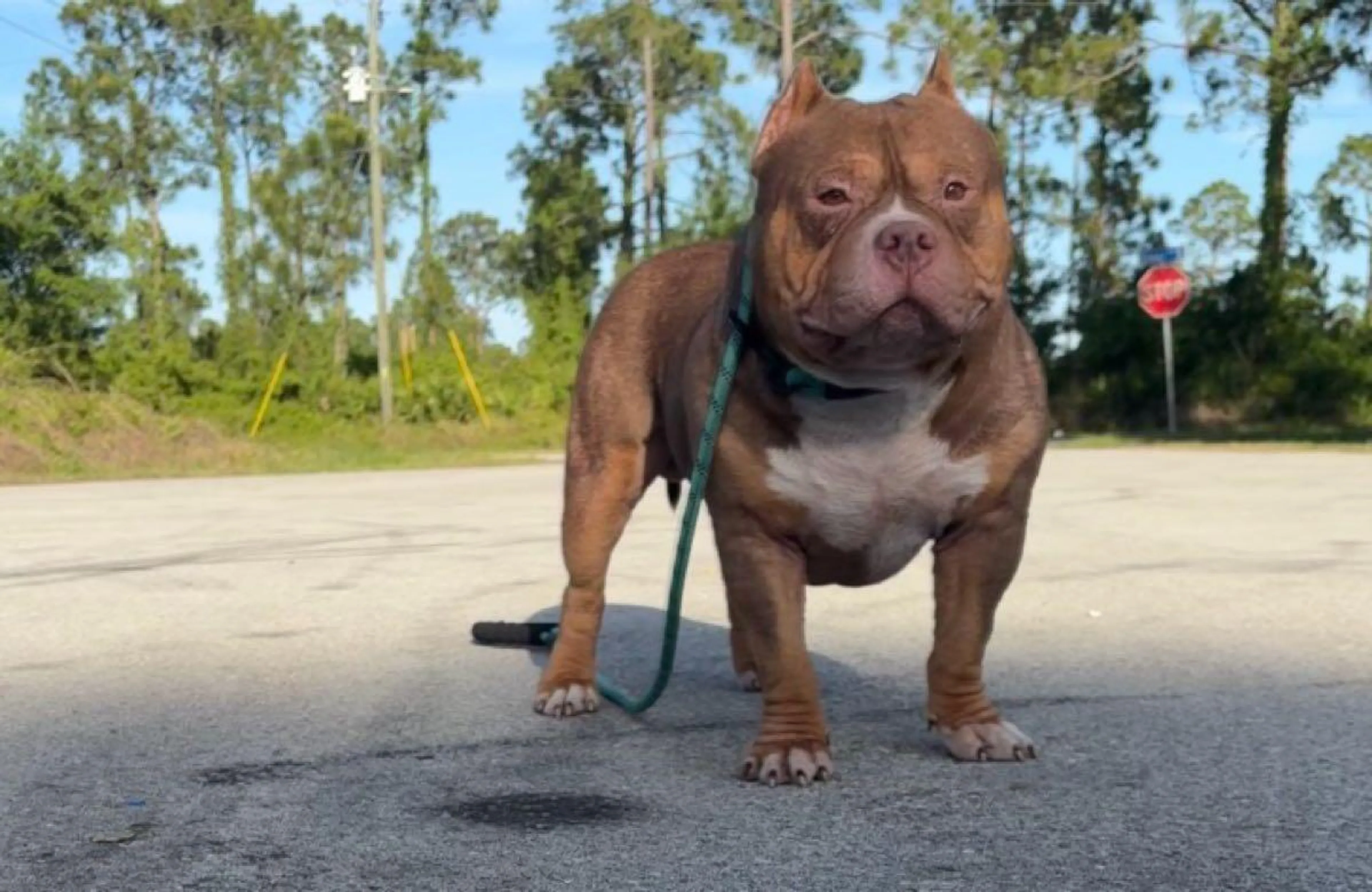 Lost pet