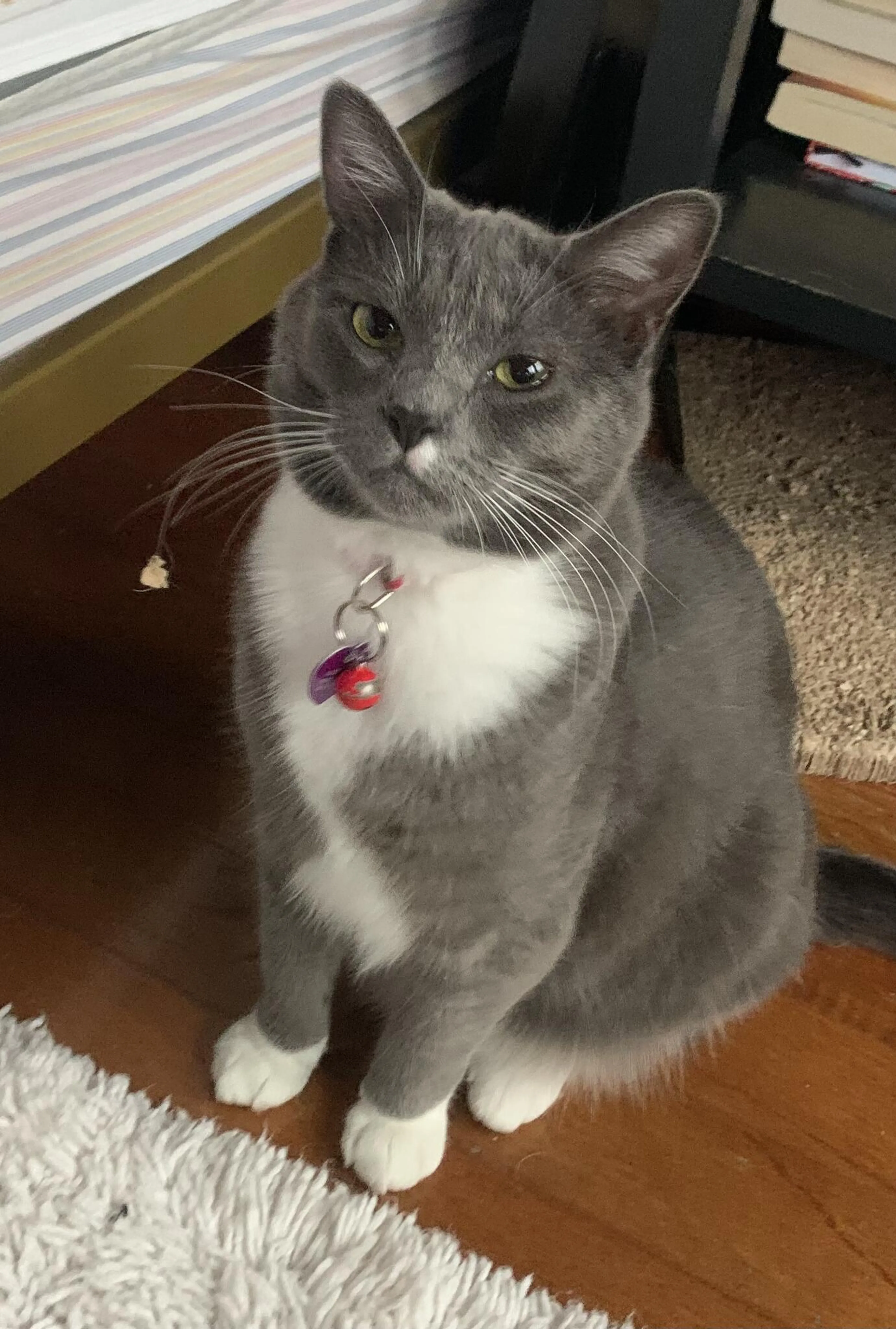 Lost pet