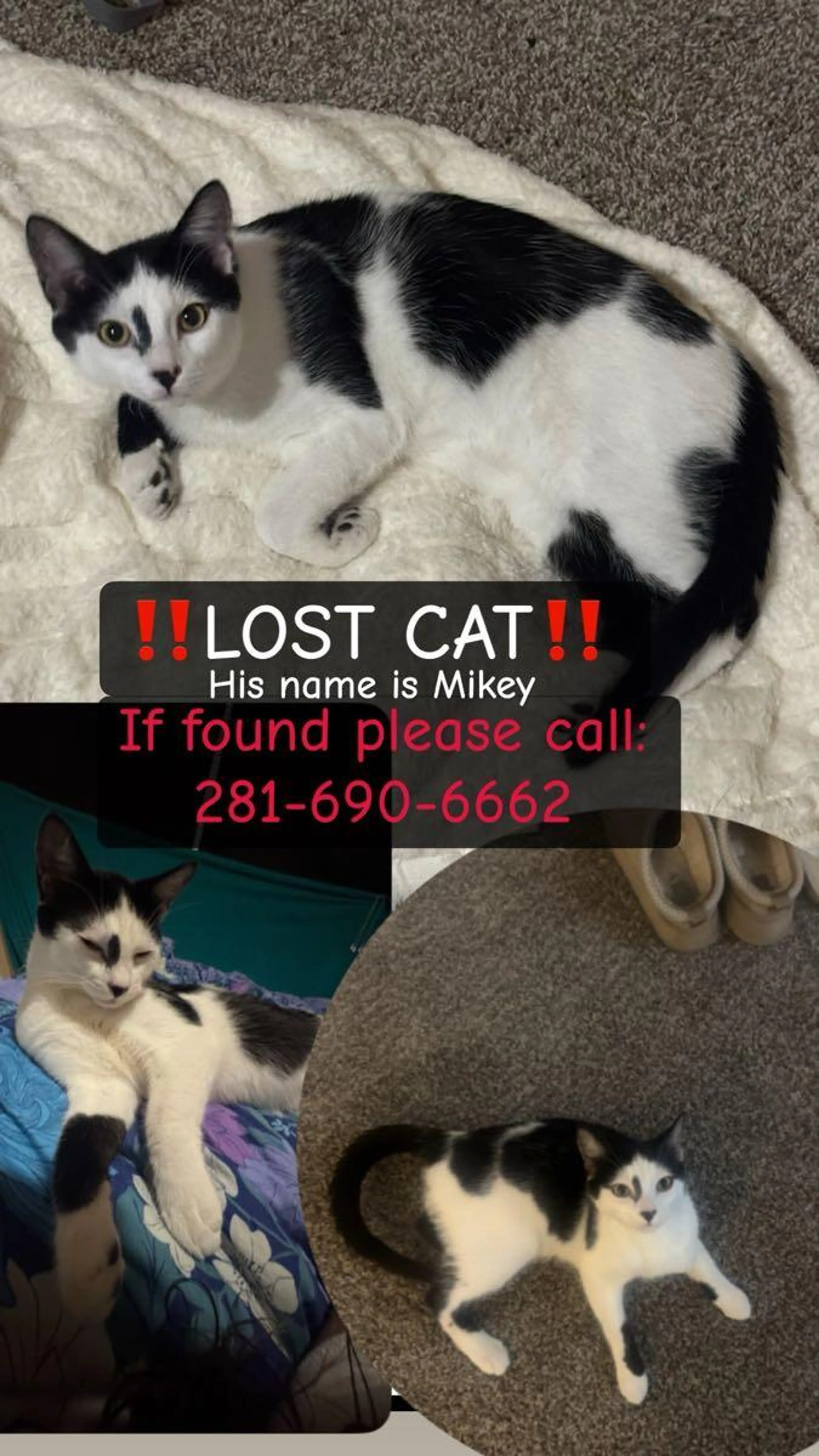 Lost pet
