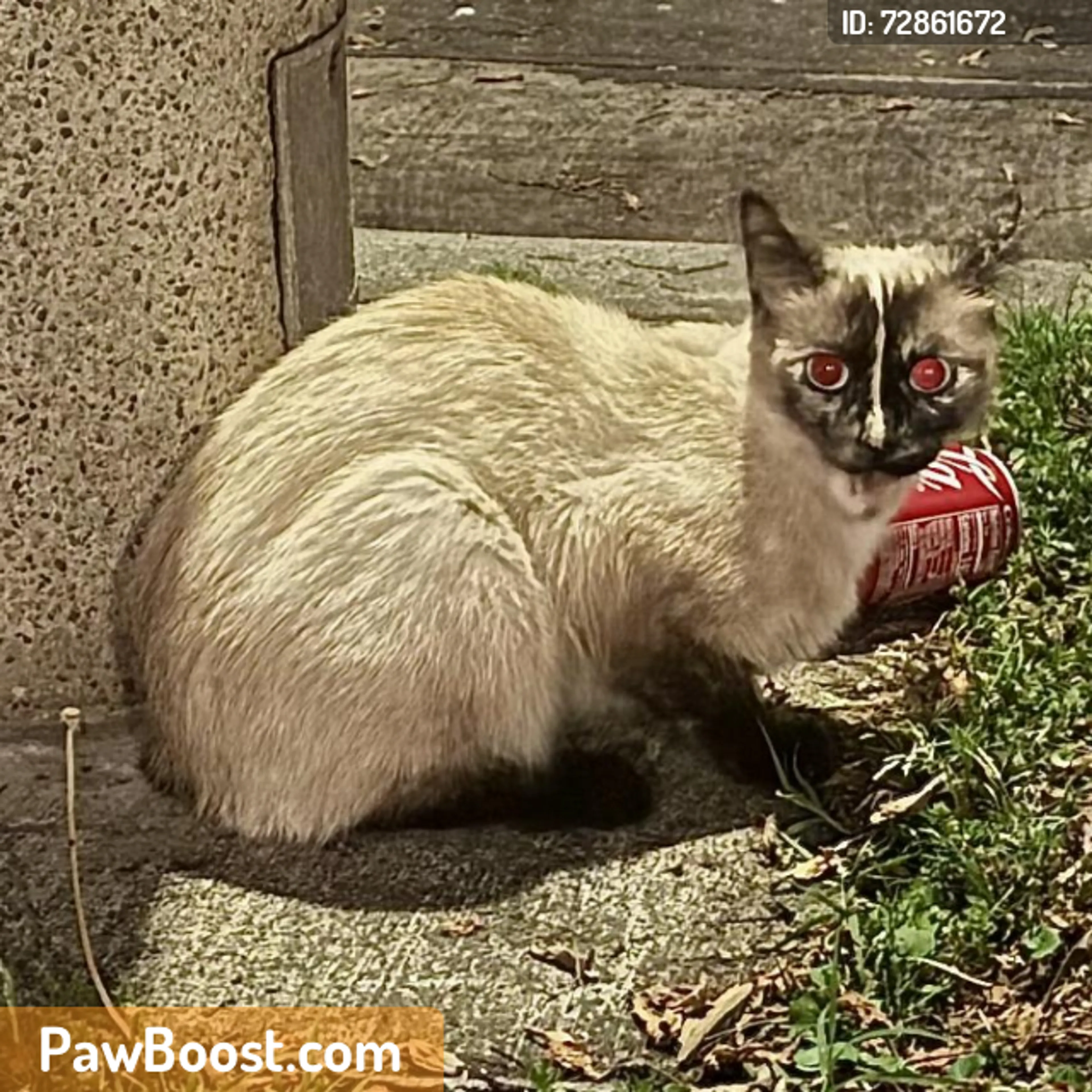 Found pet