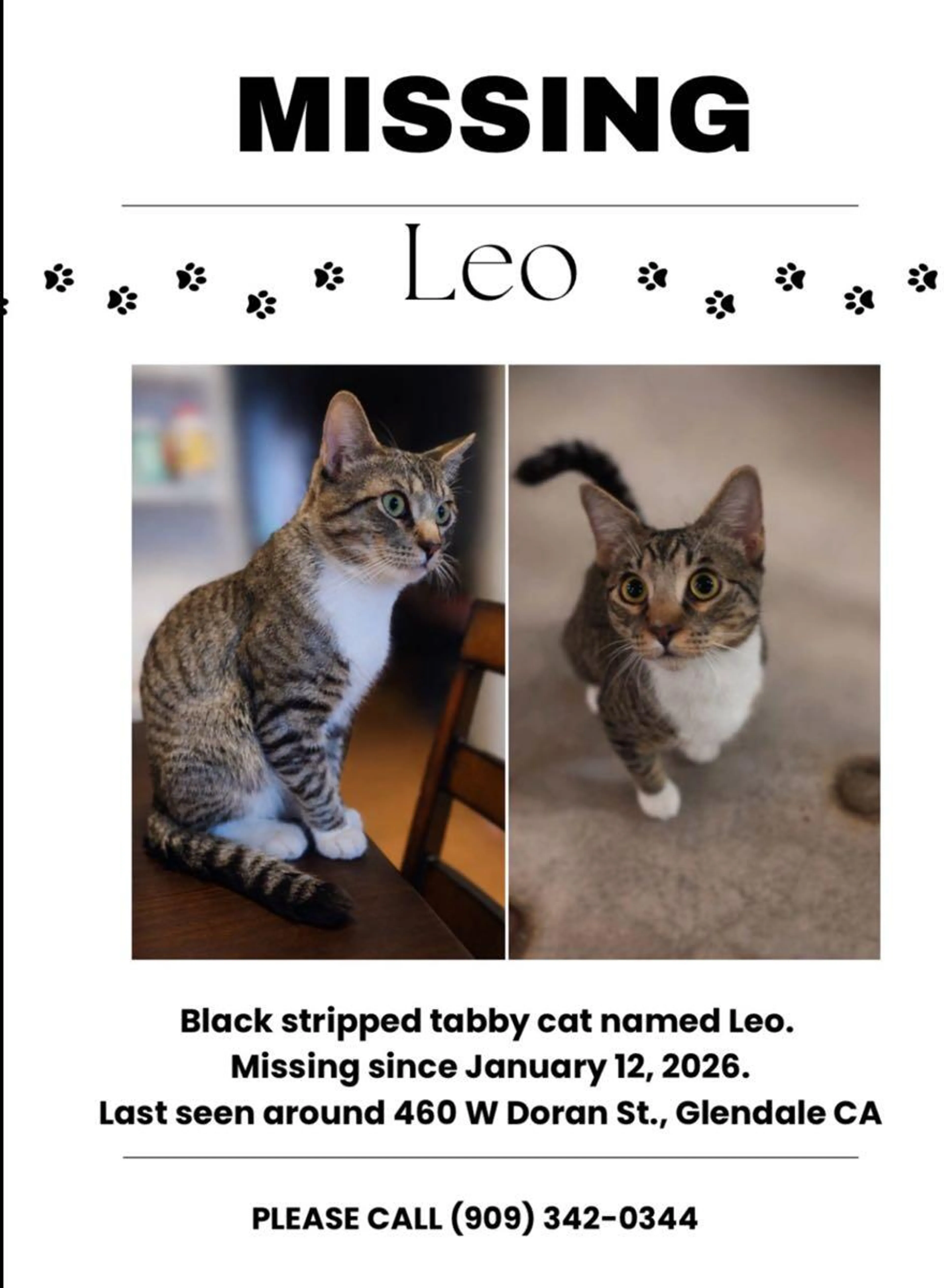 Lost pet