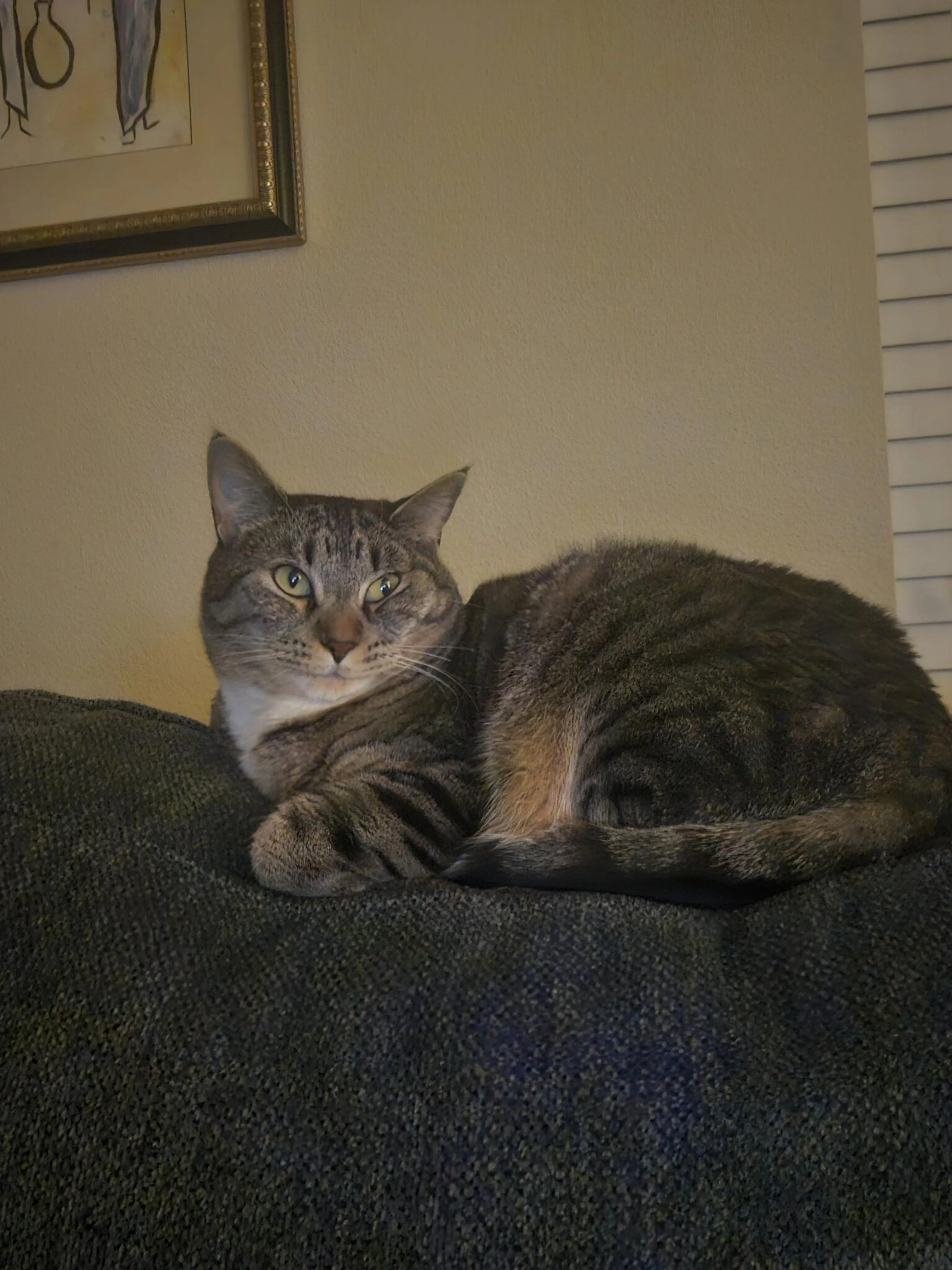 Lost pet