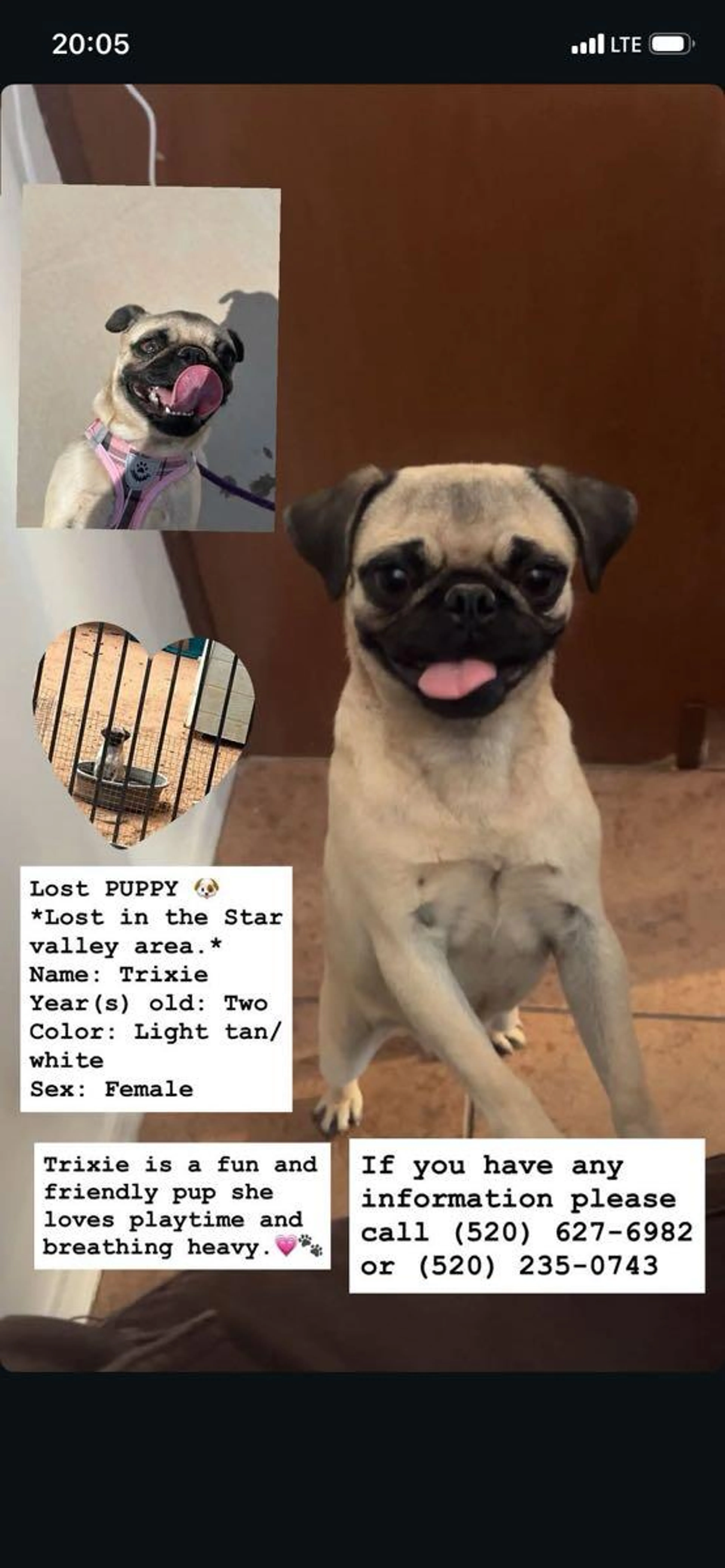 Lost pet