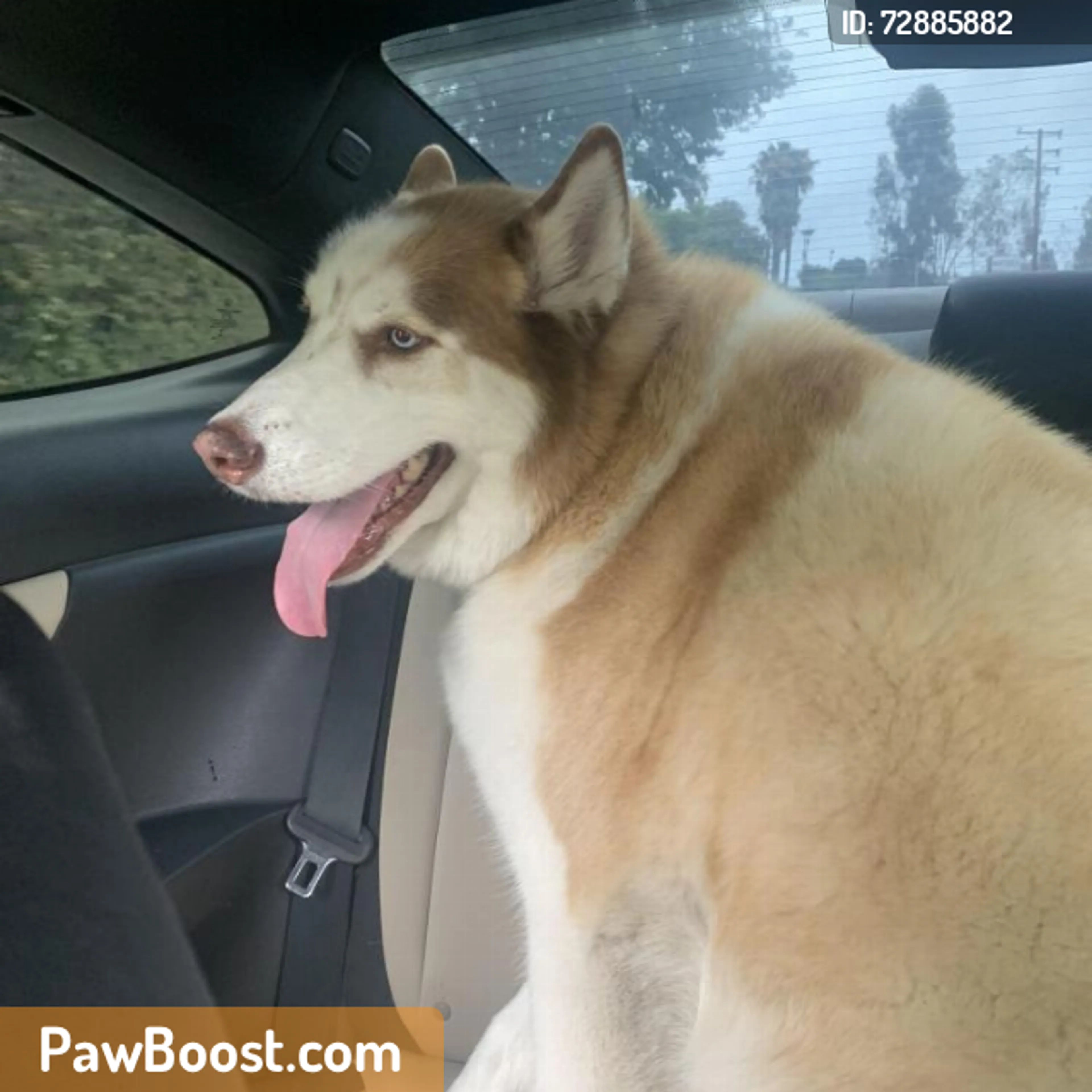 Found pet