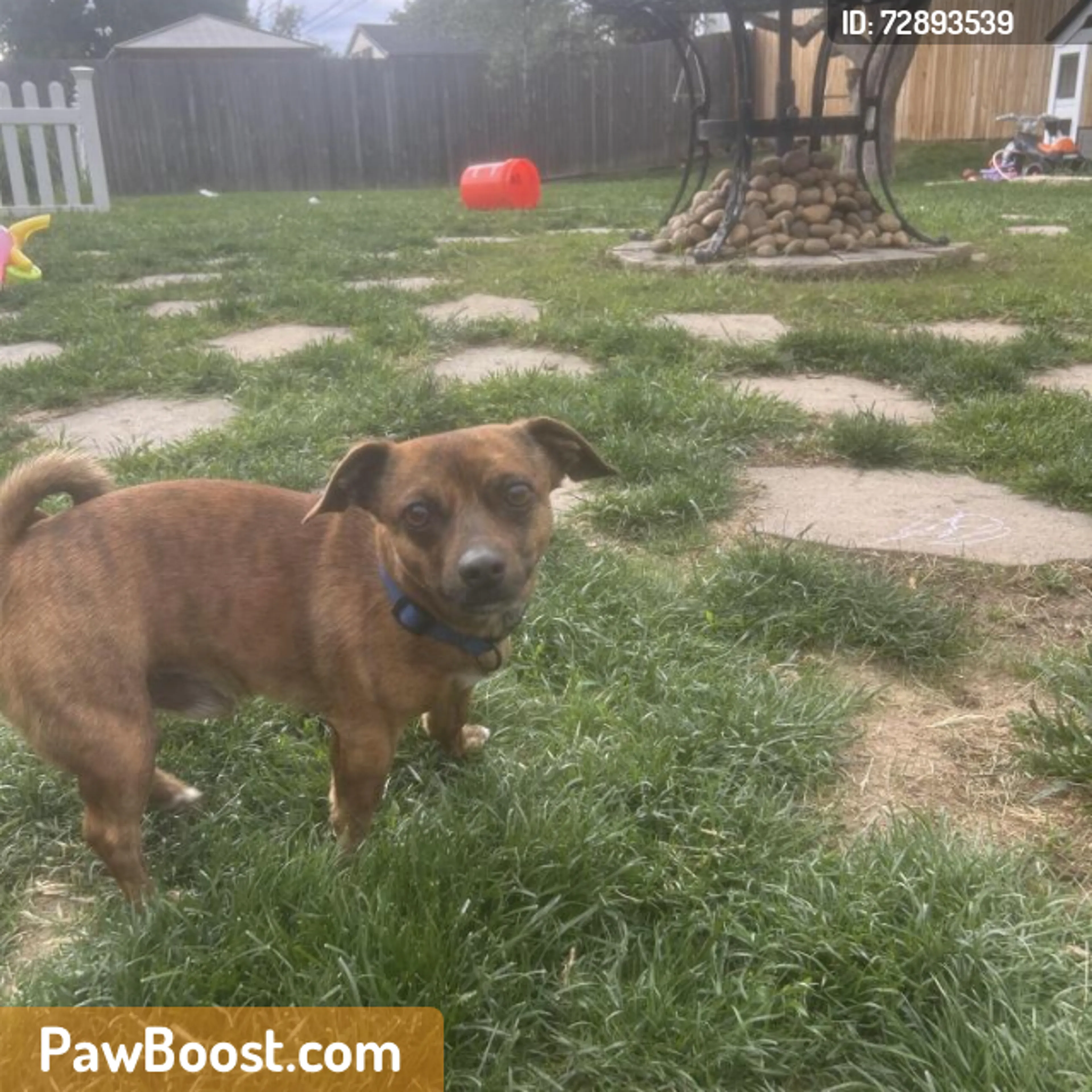 Found pet