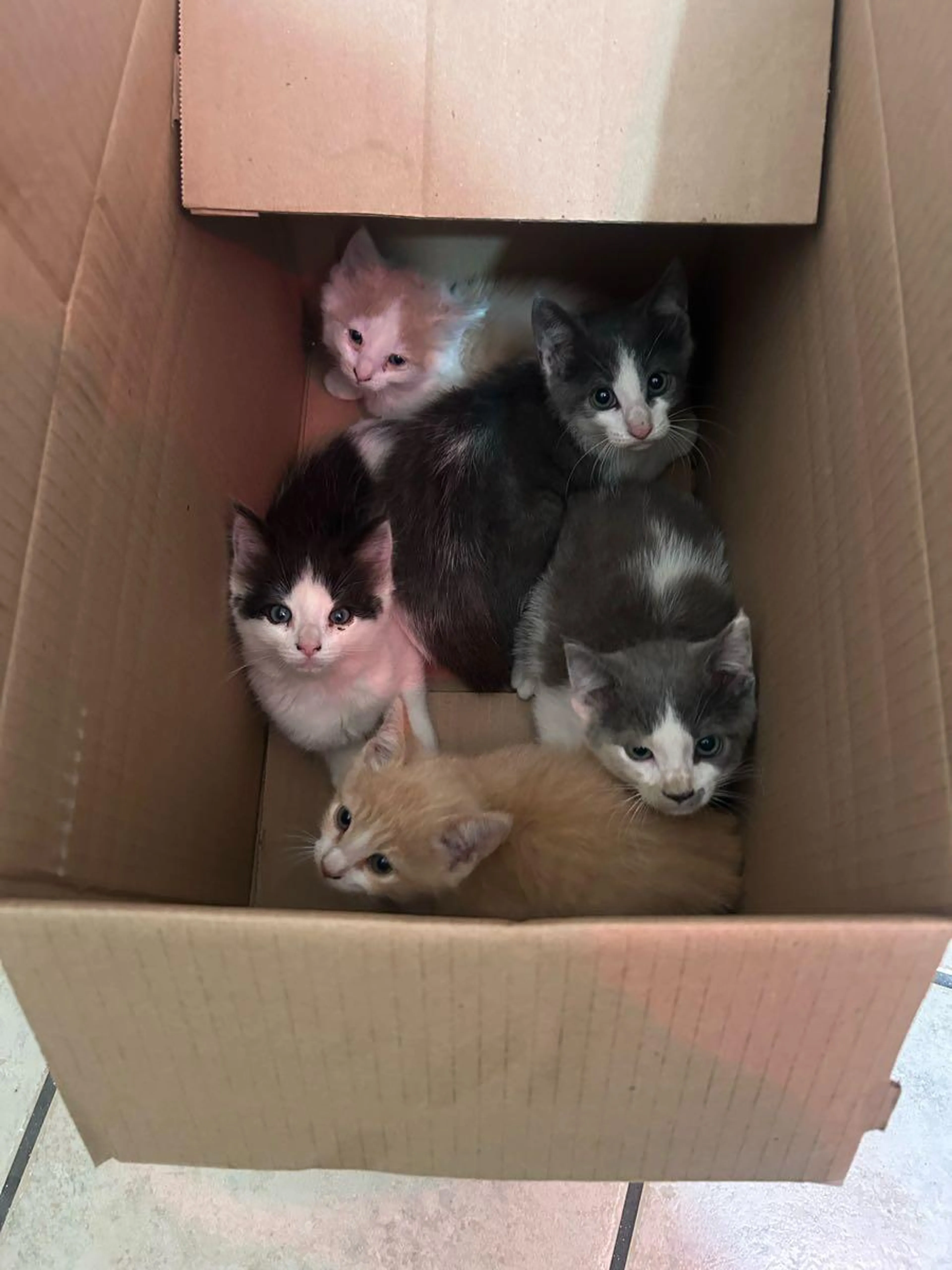 Found pet