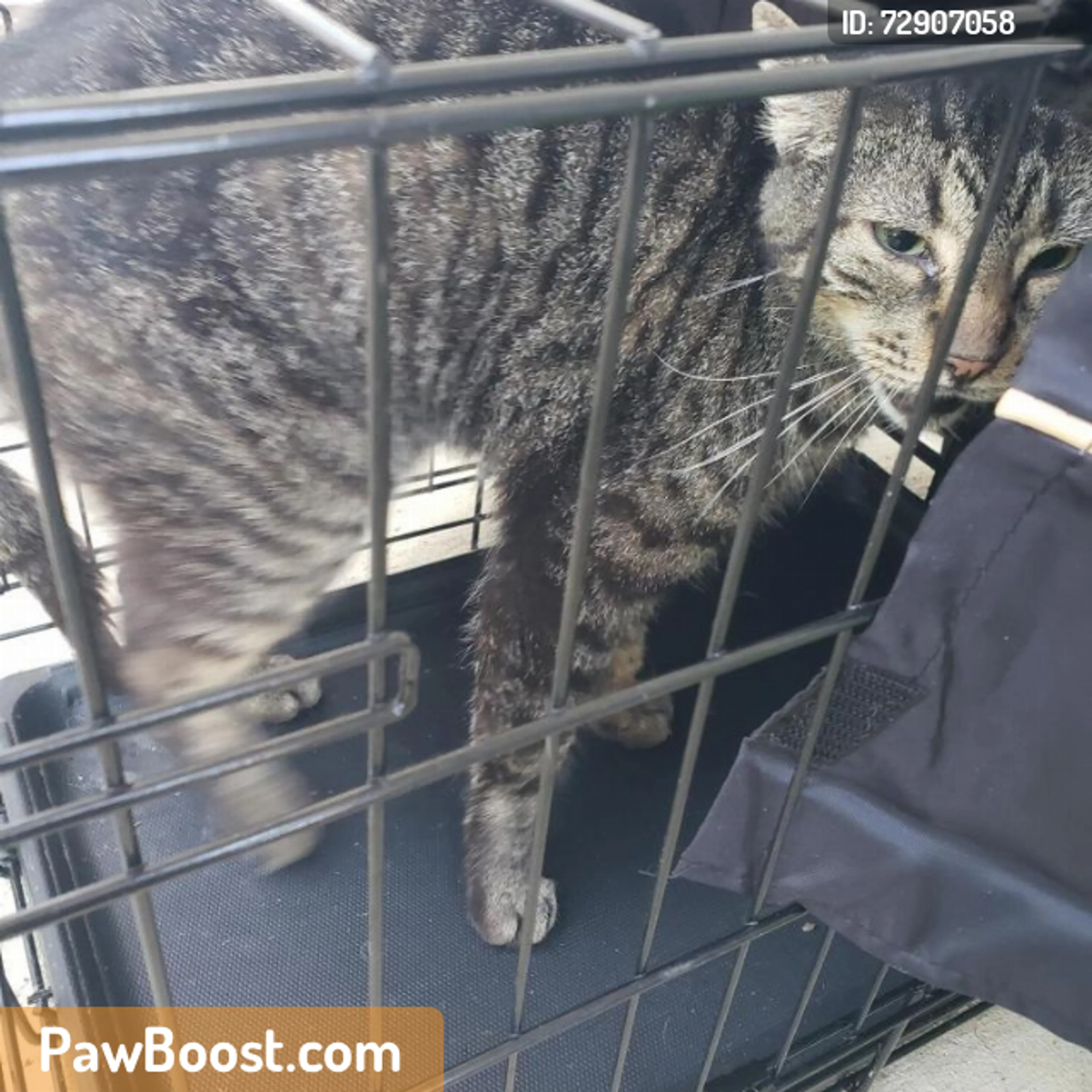 Found pet