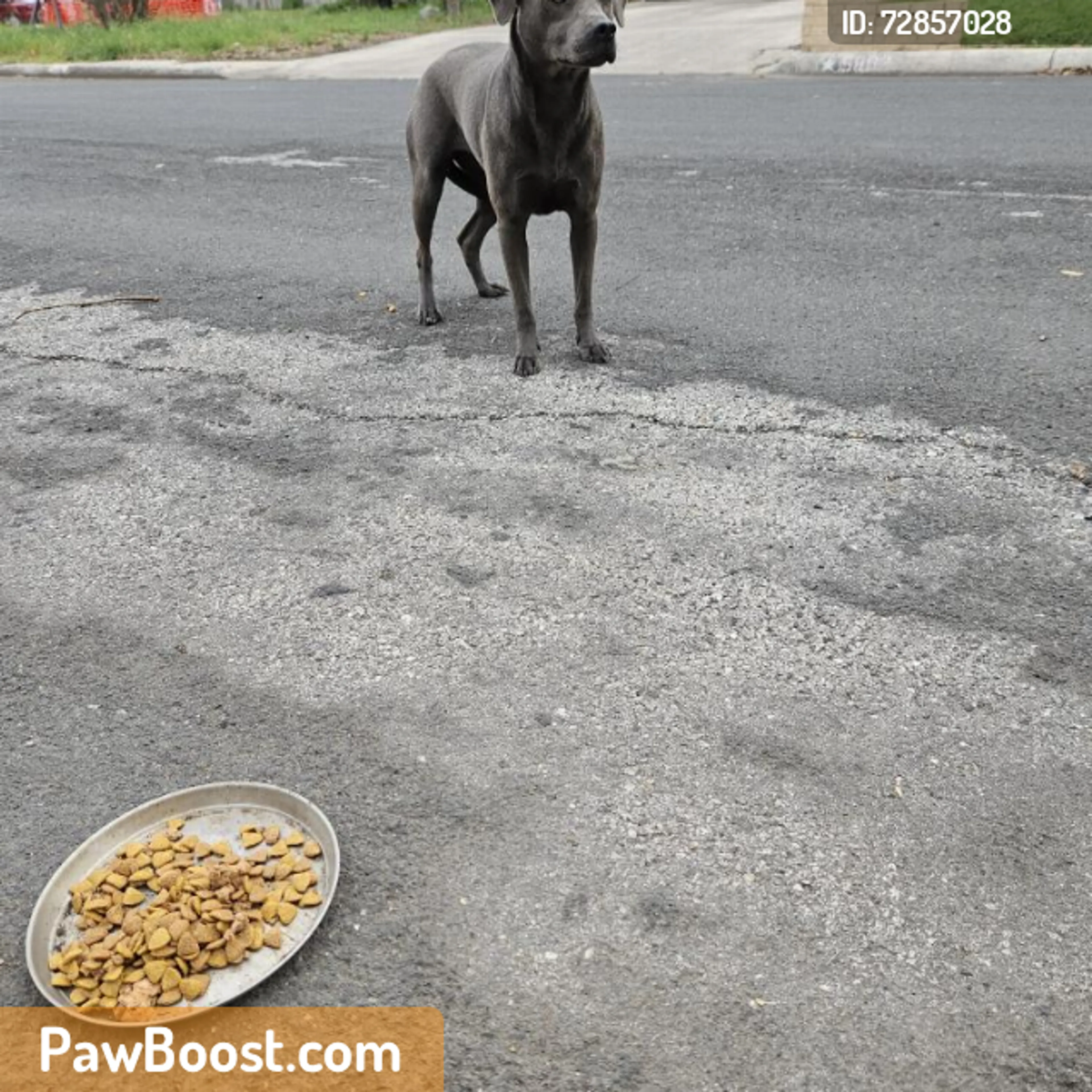 Found pet
