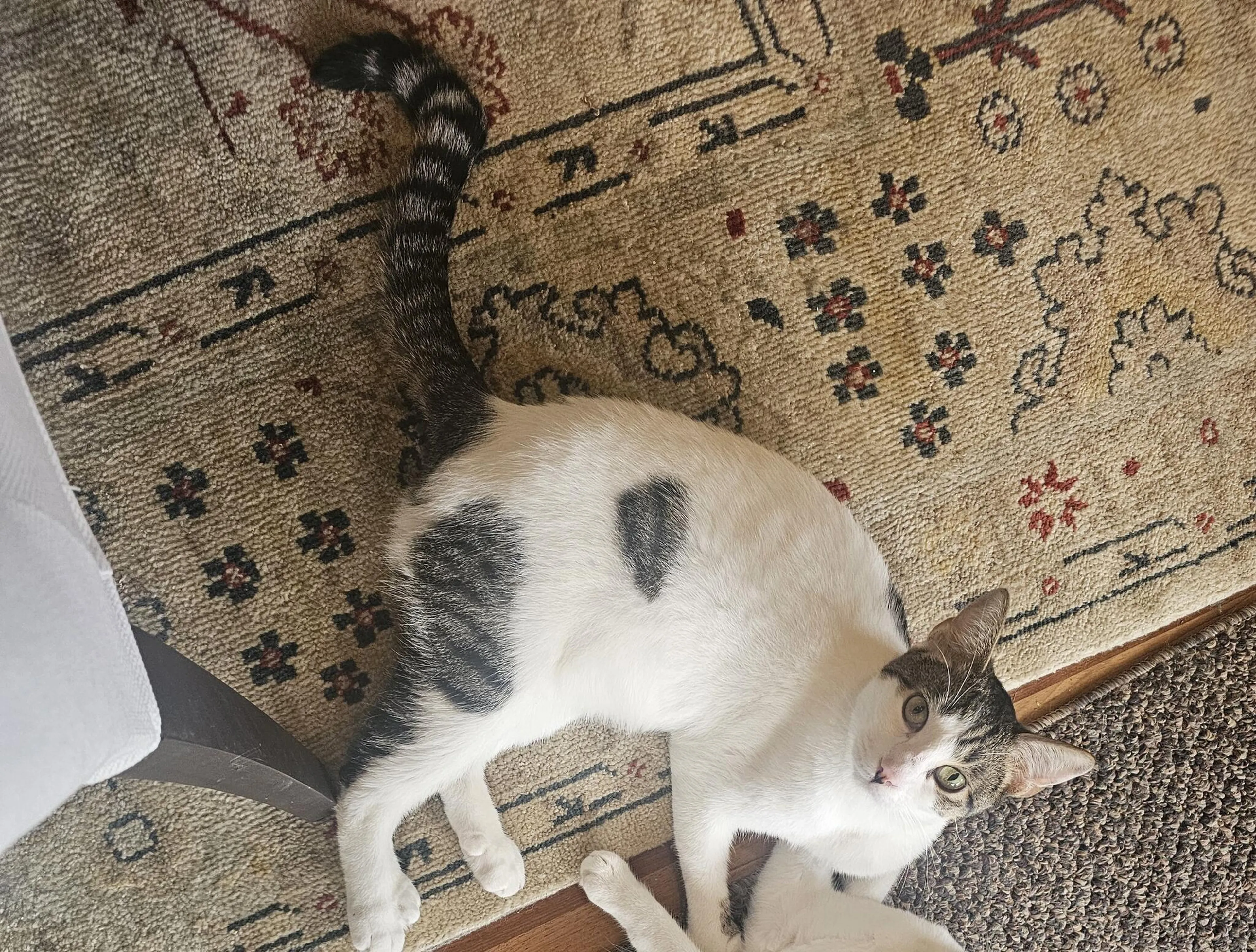 Lost pet