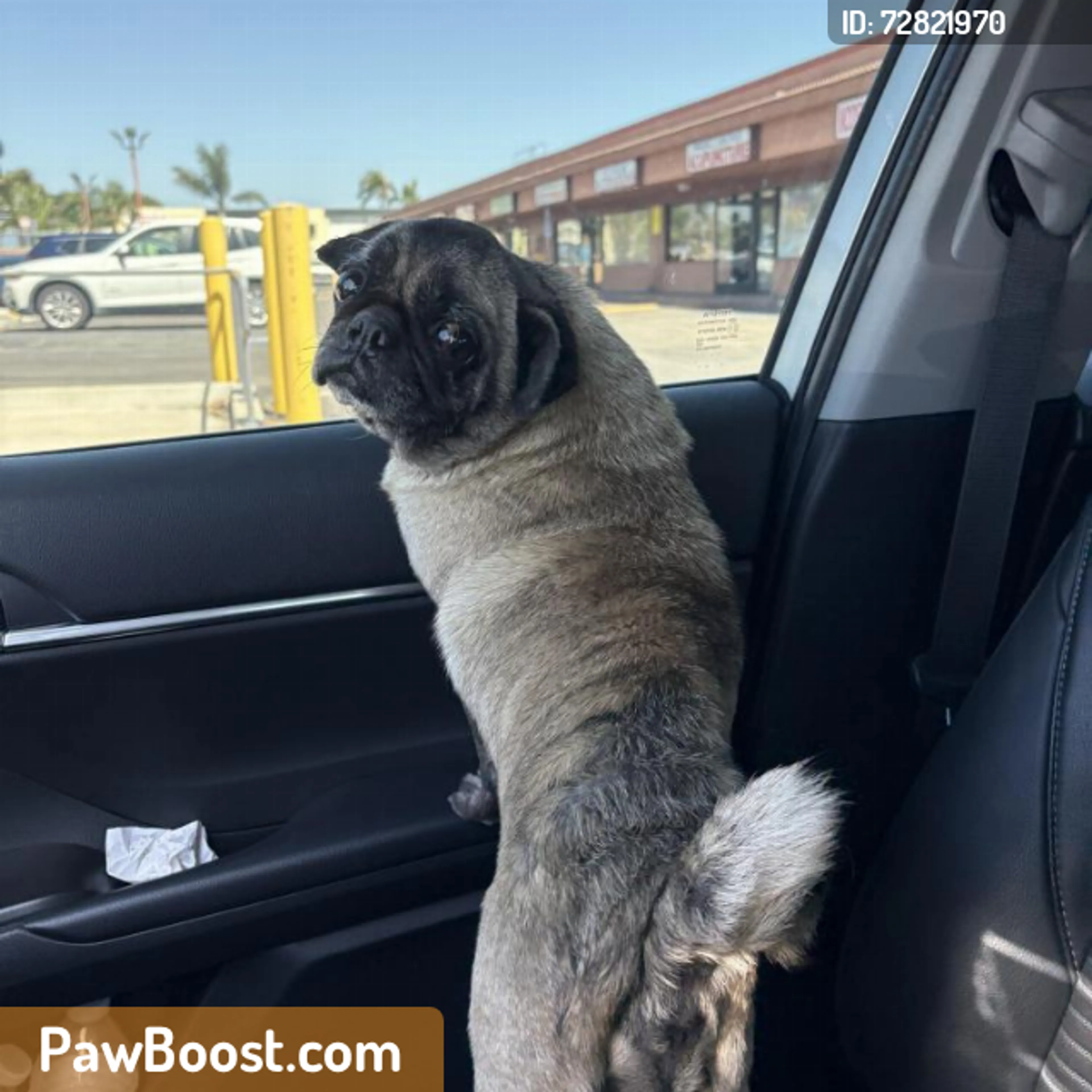 Found pet