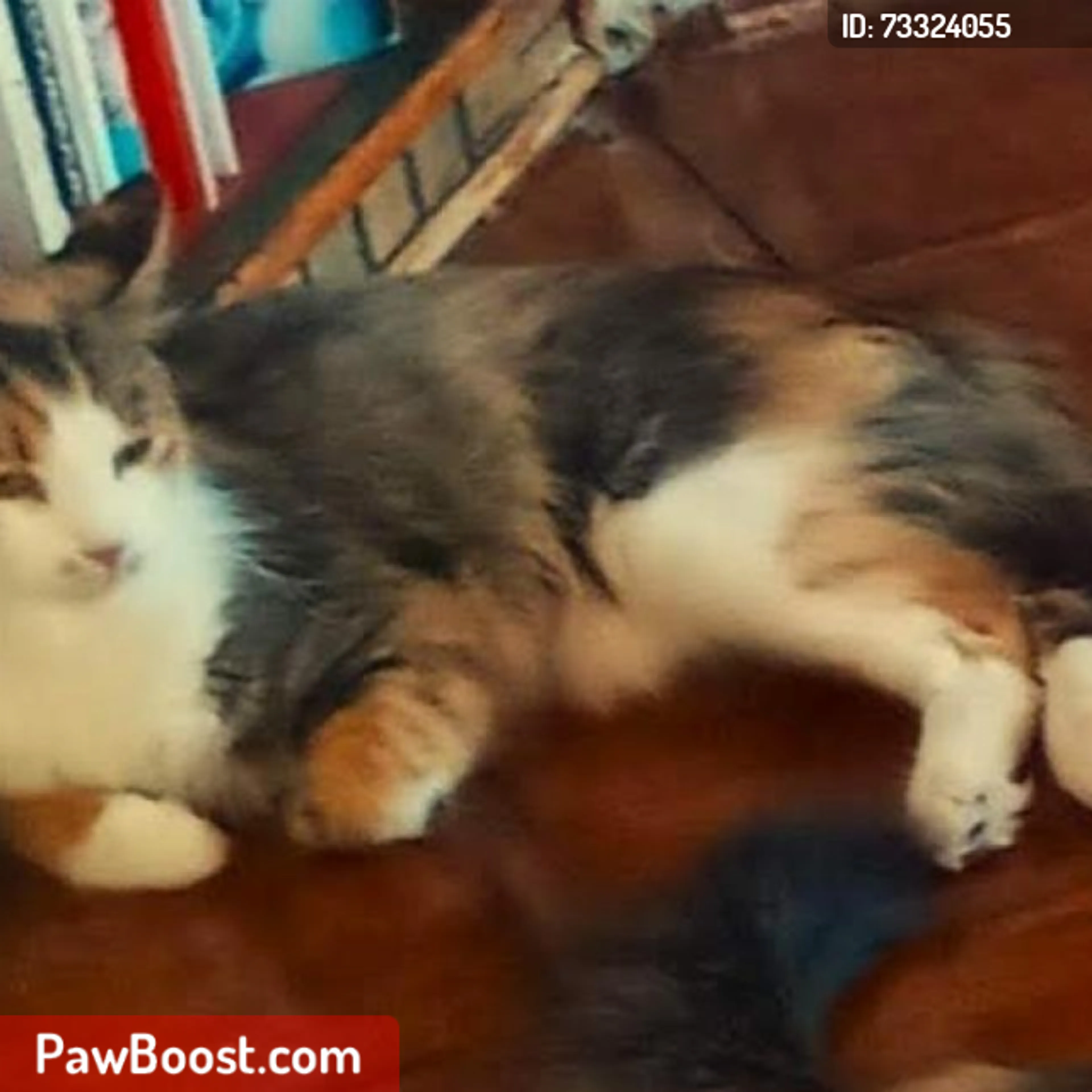 cdn image