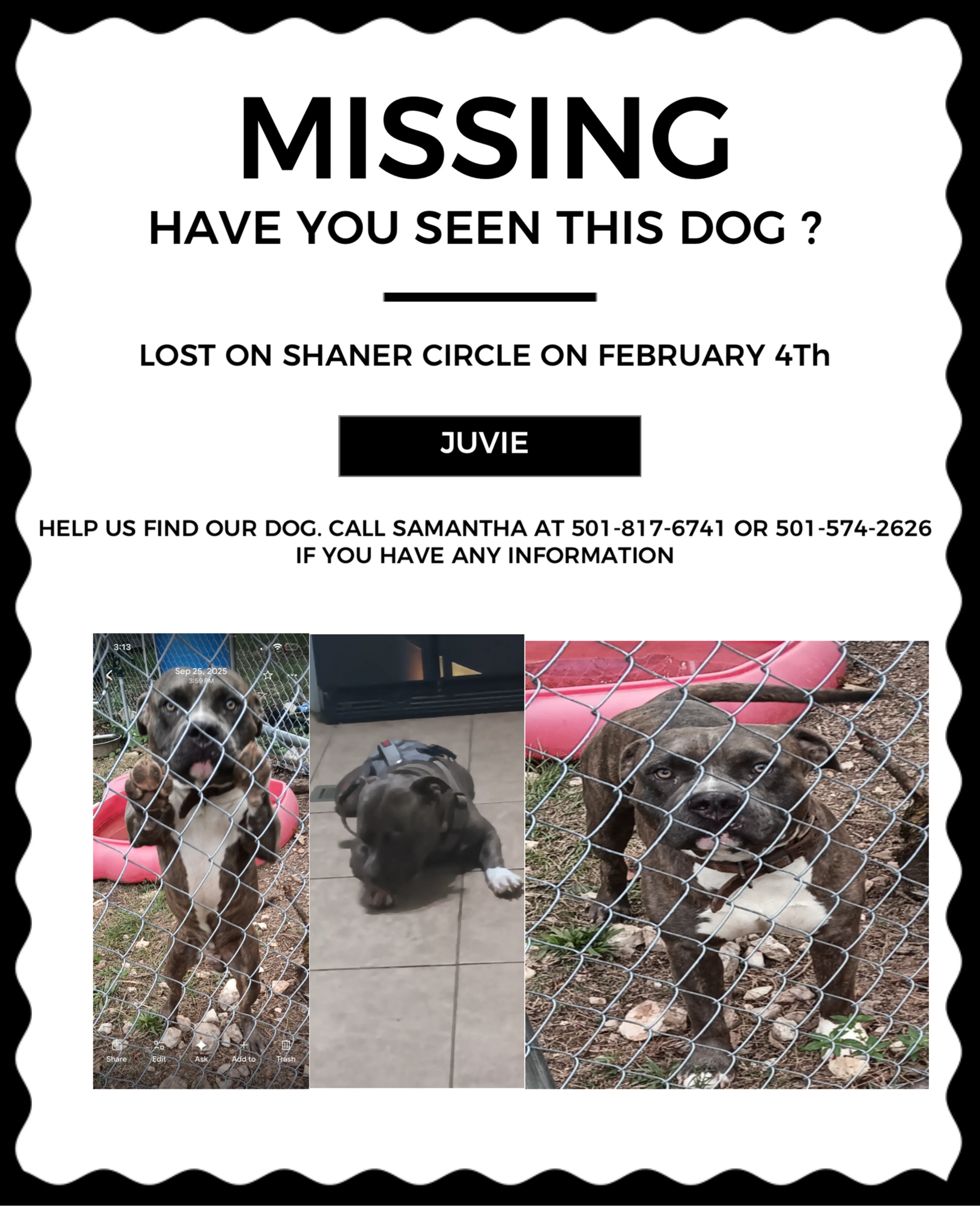Lost pet