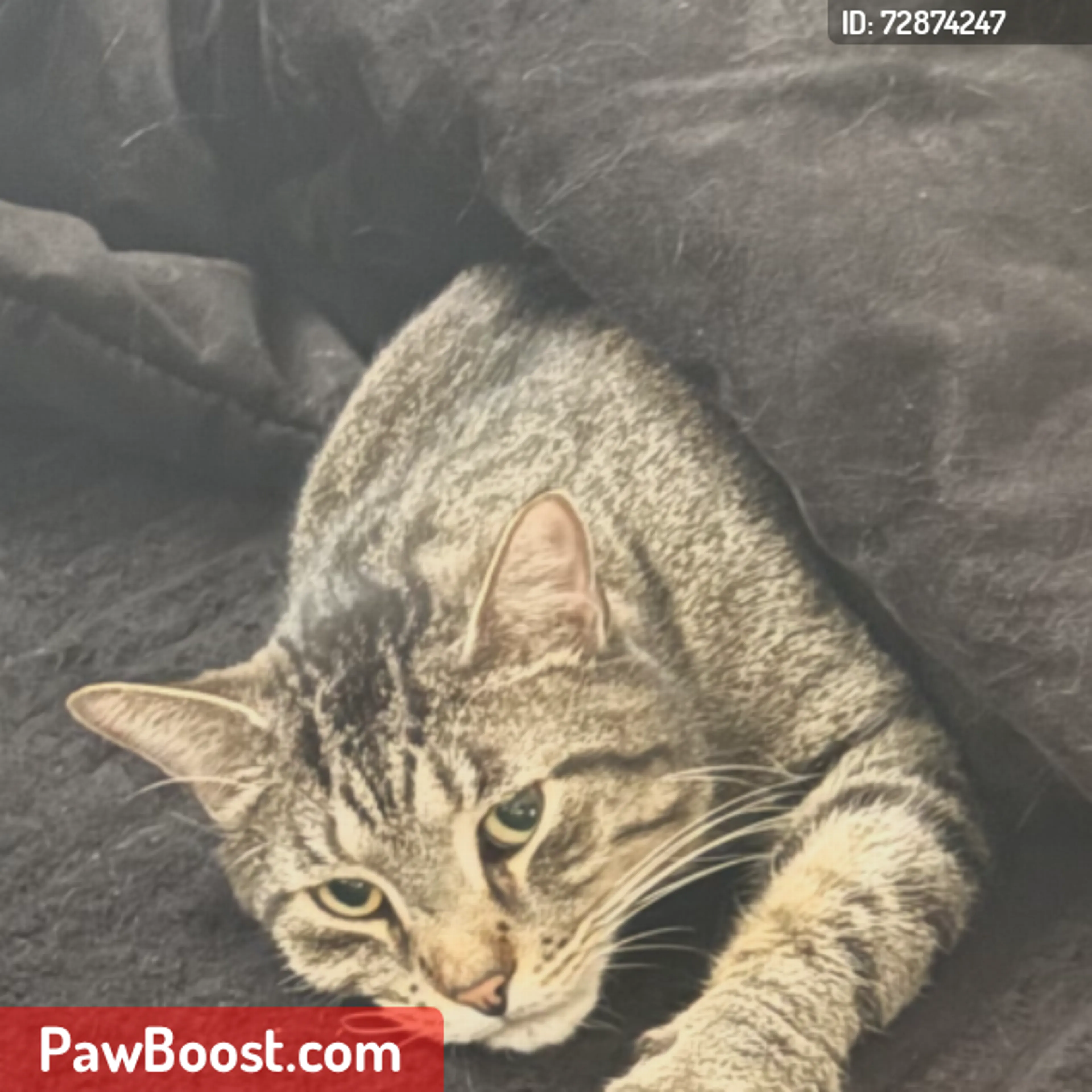 Lost pet