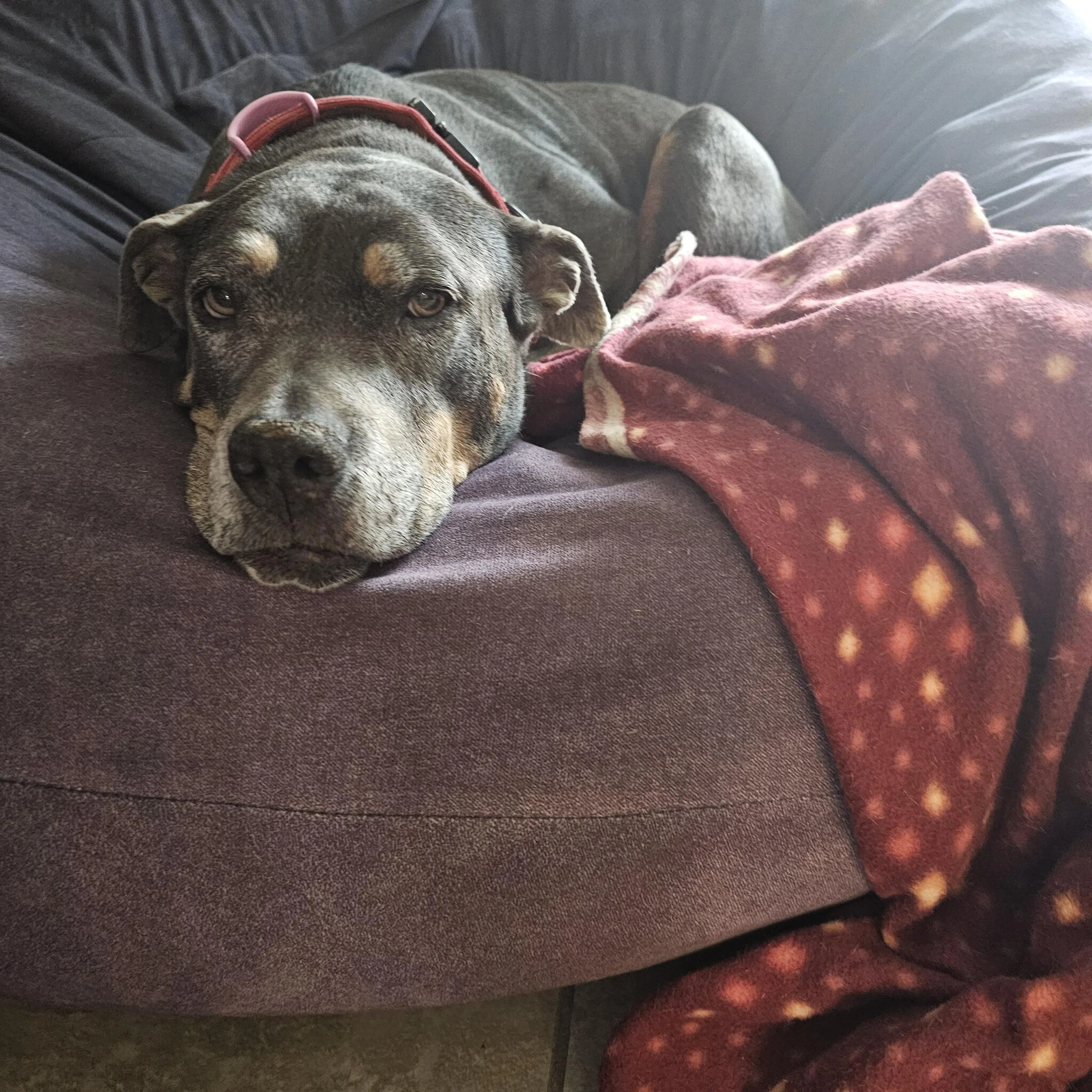 Lost pet