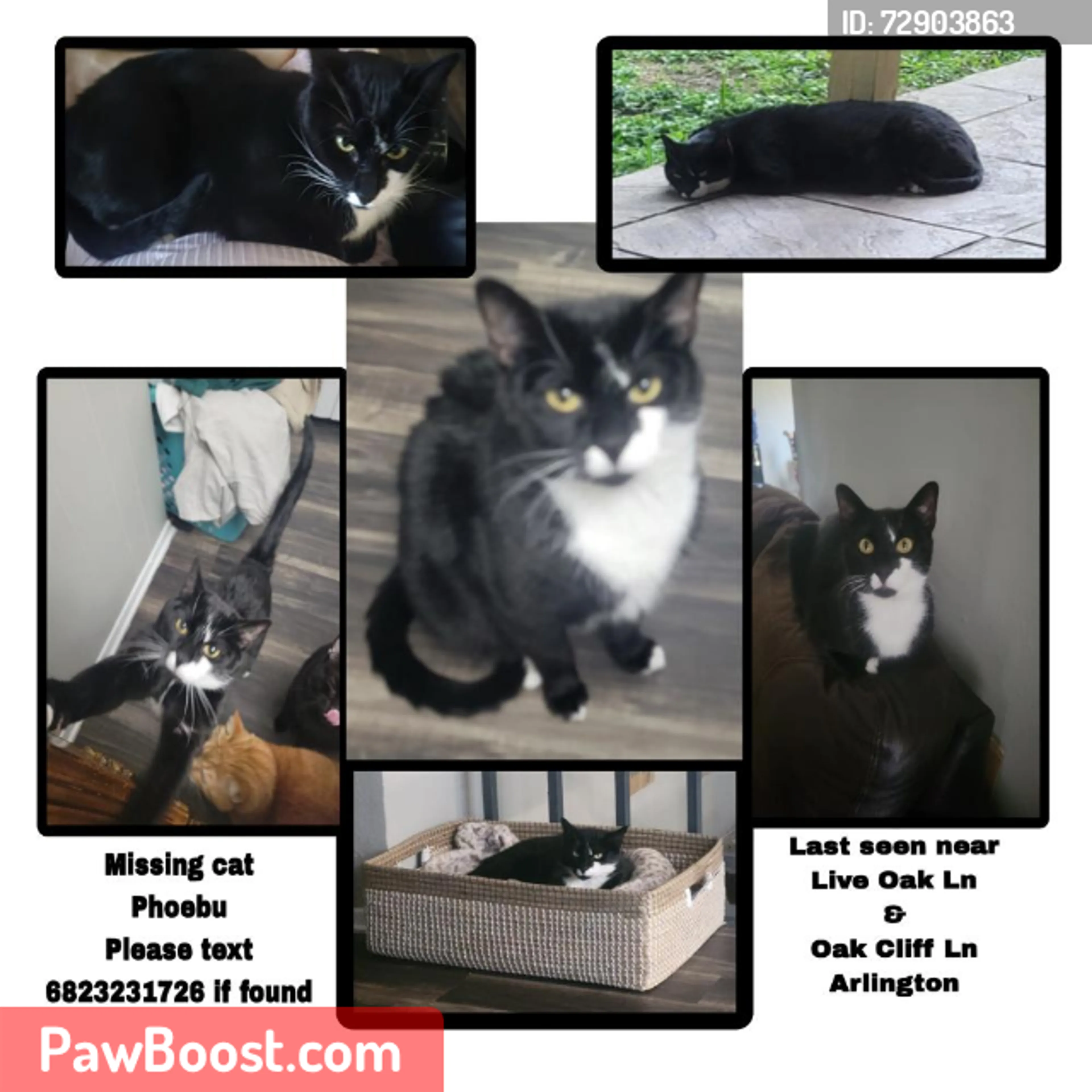 Lost pet