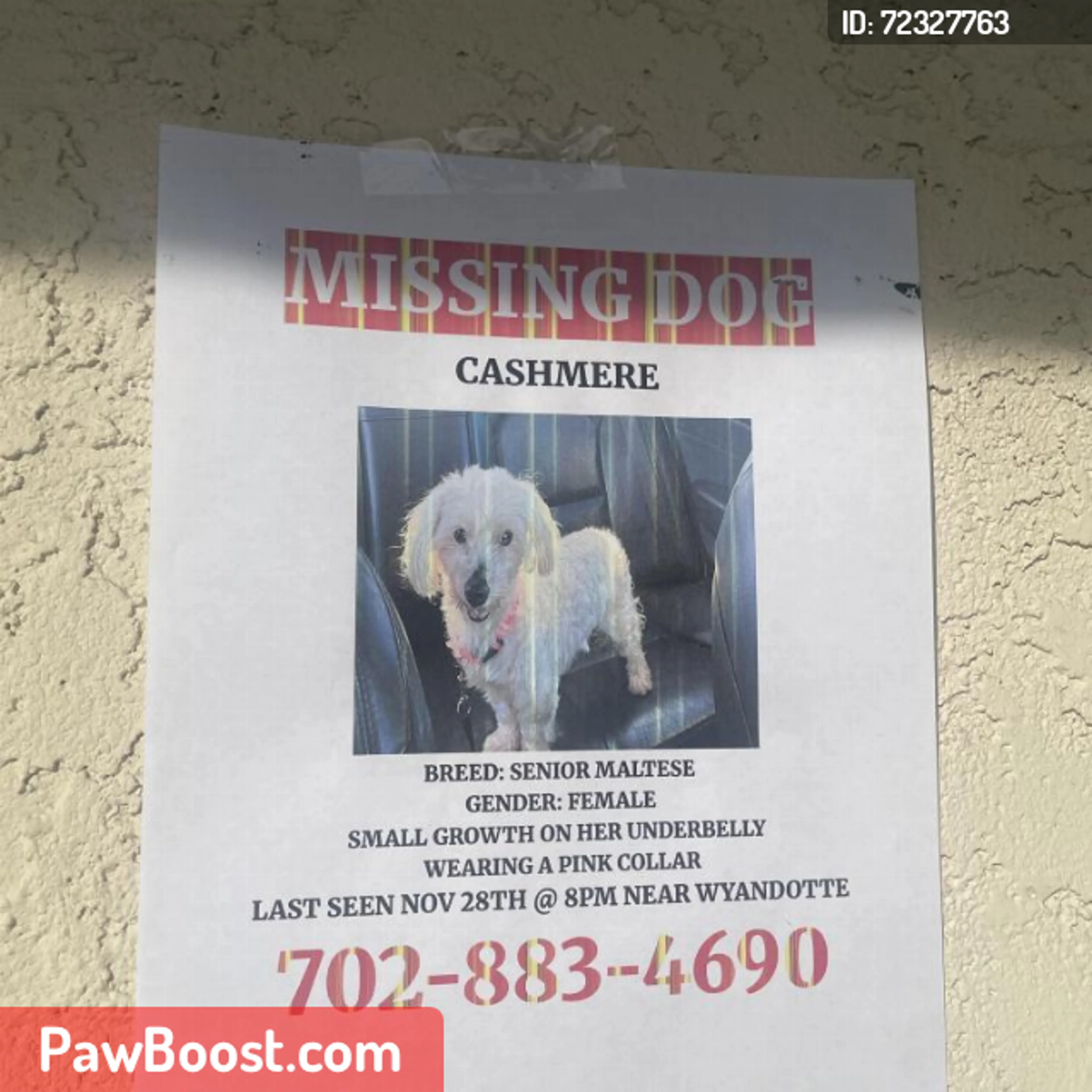 Lost pet