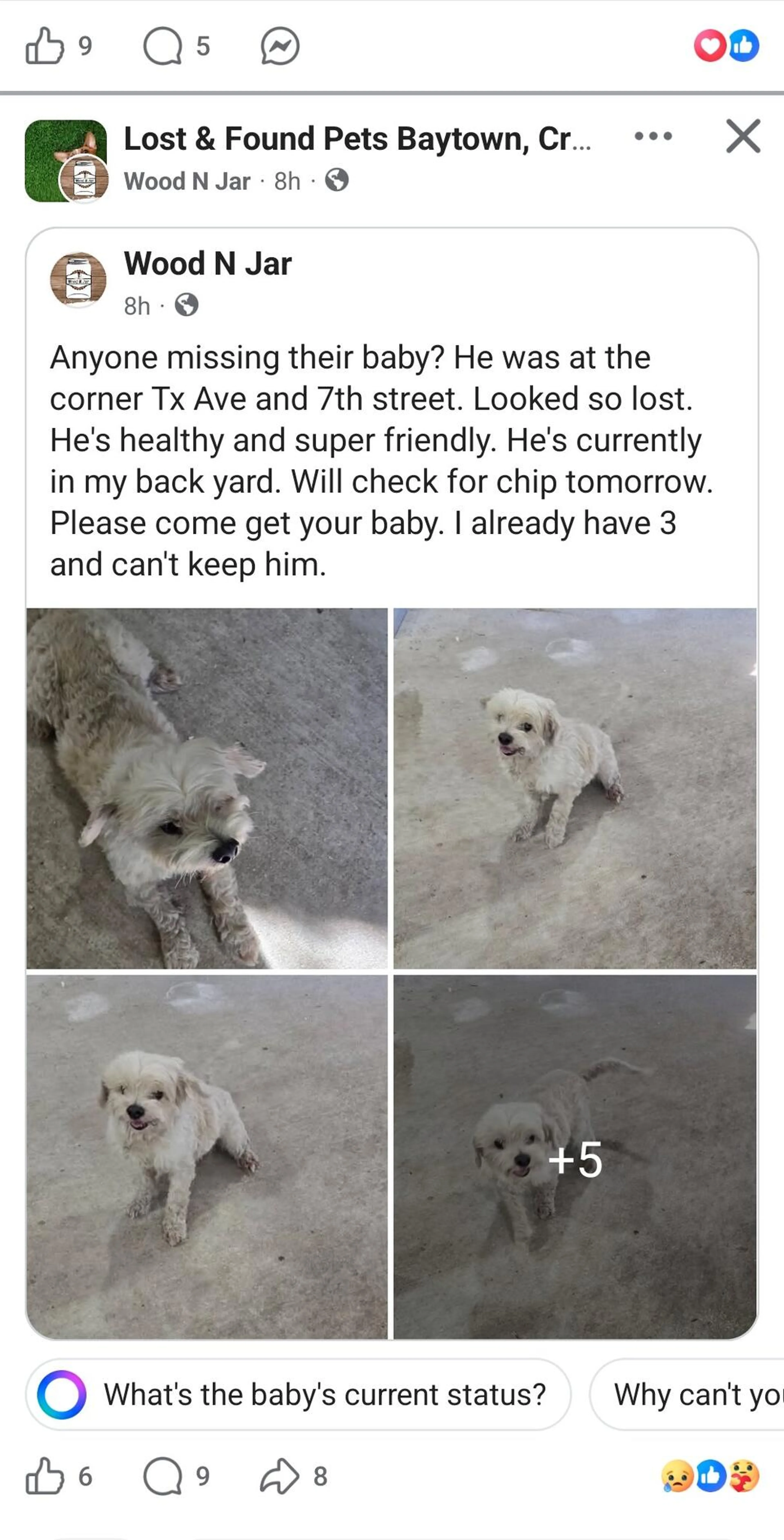 Found pet