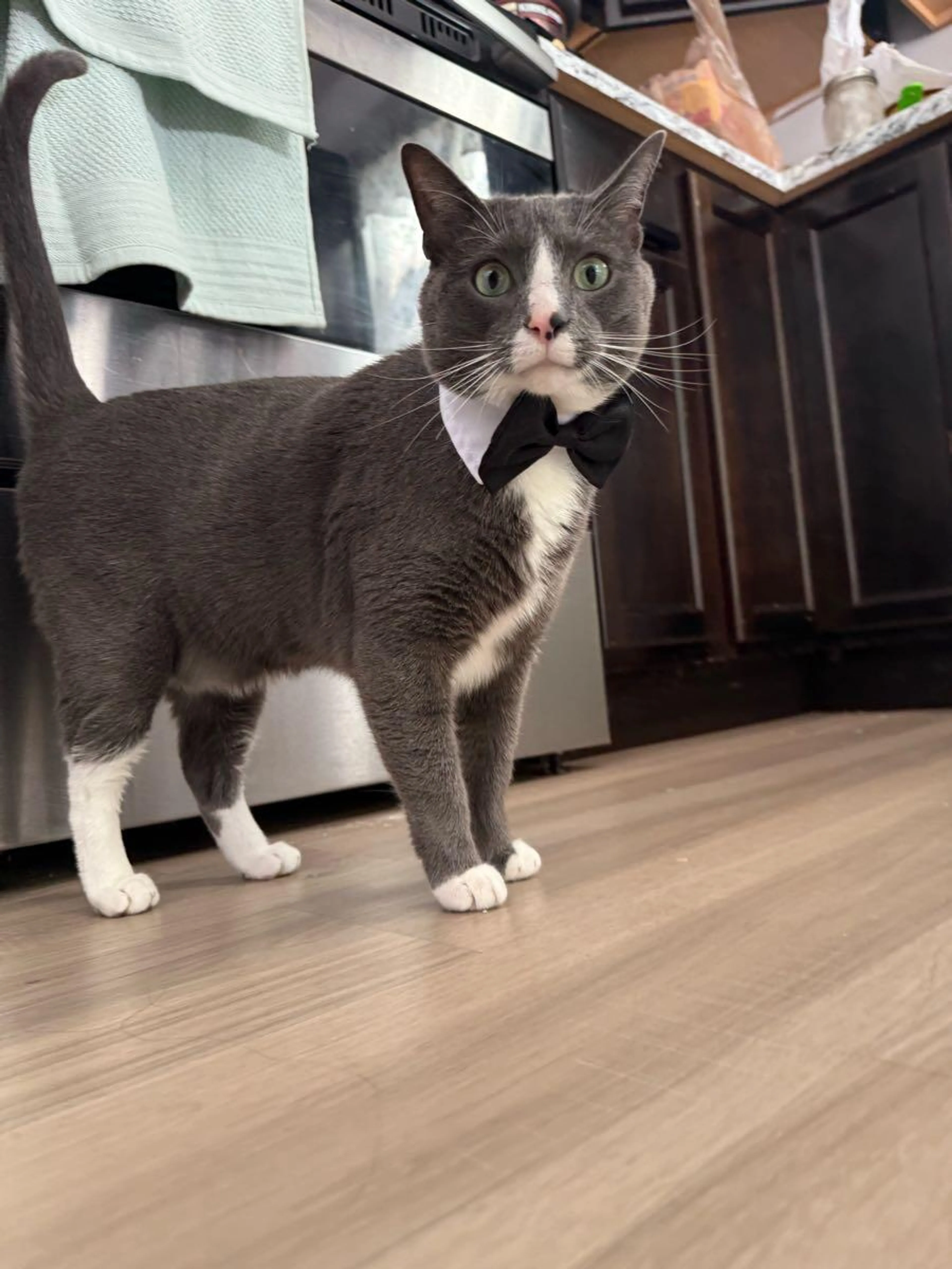Lost pet