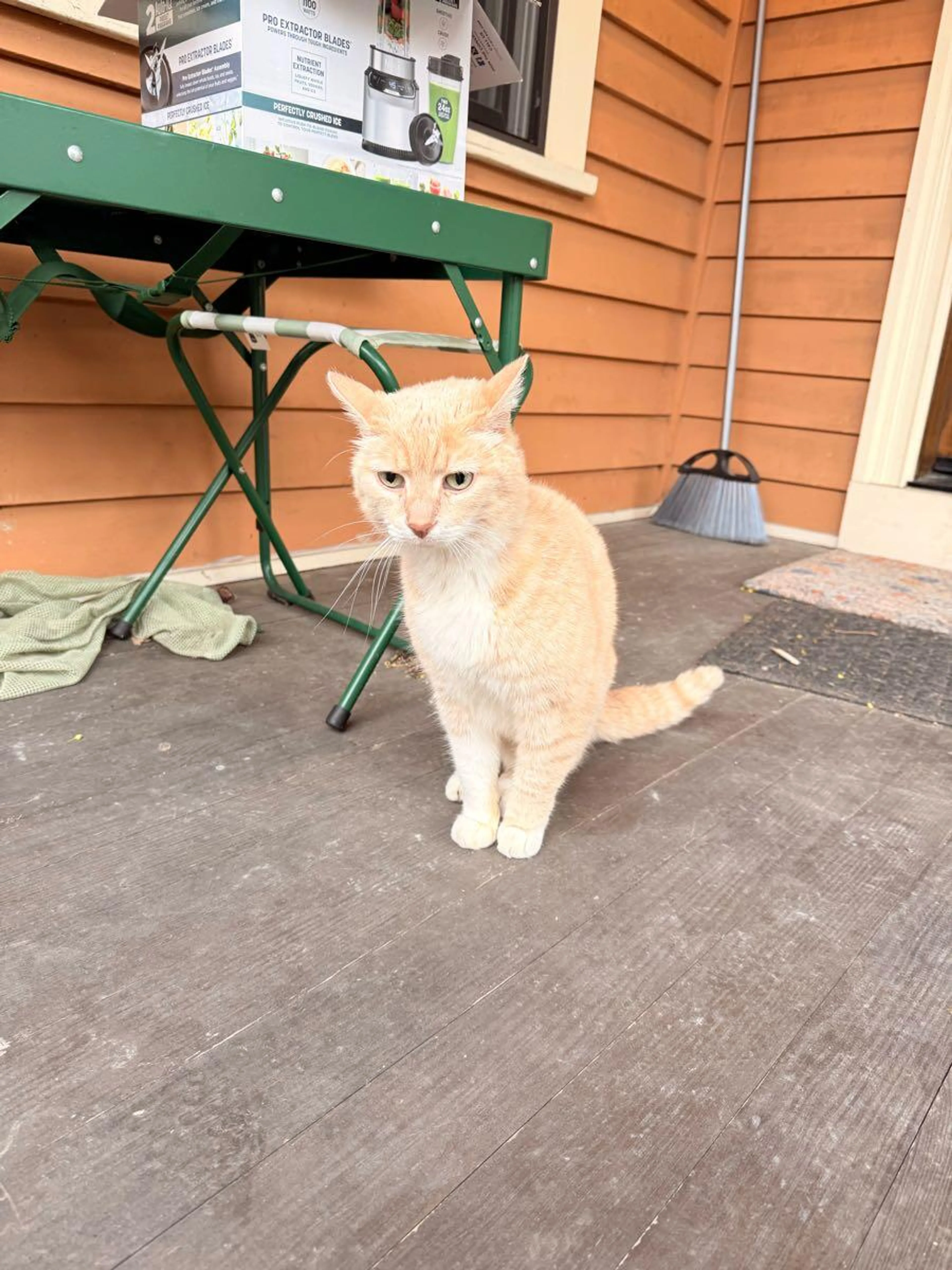Found pet