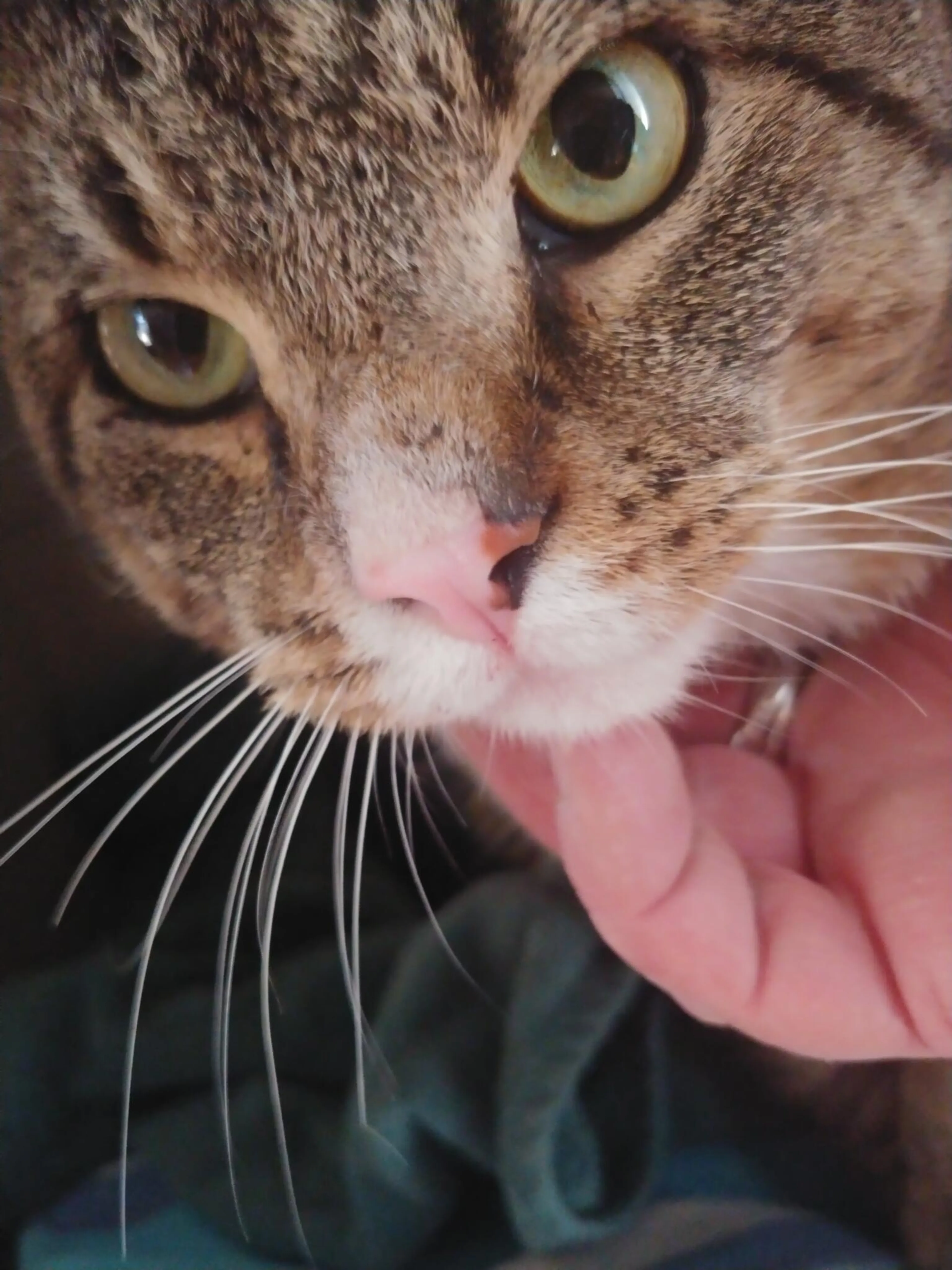 Found pet