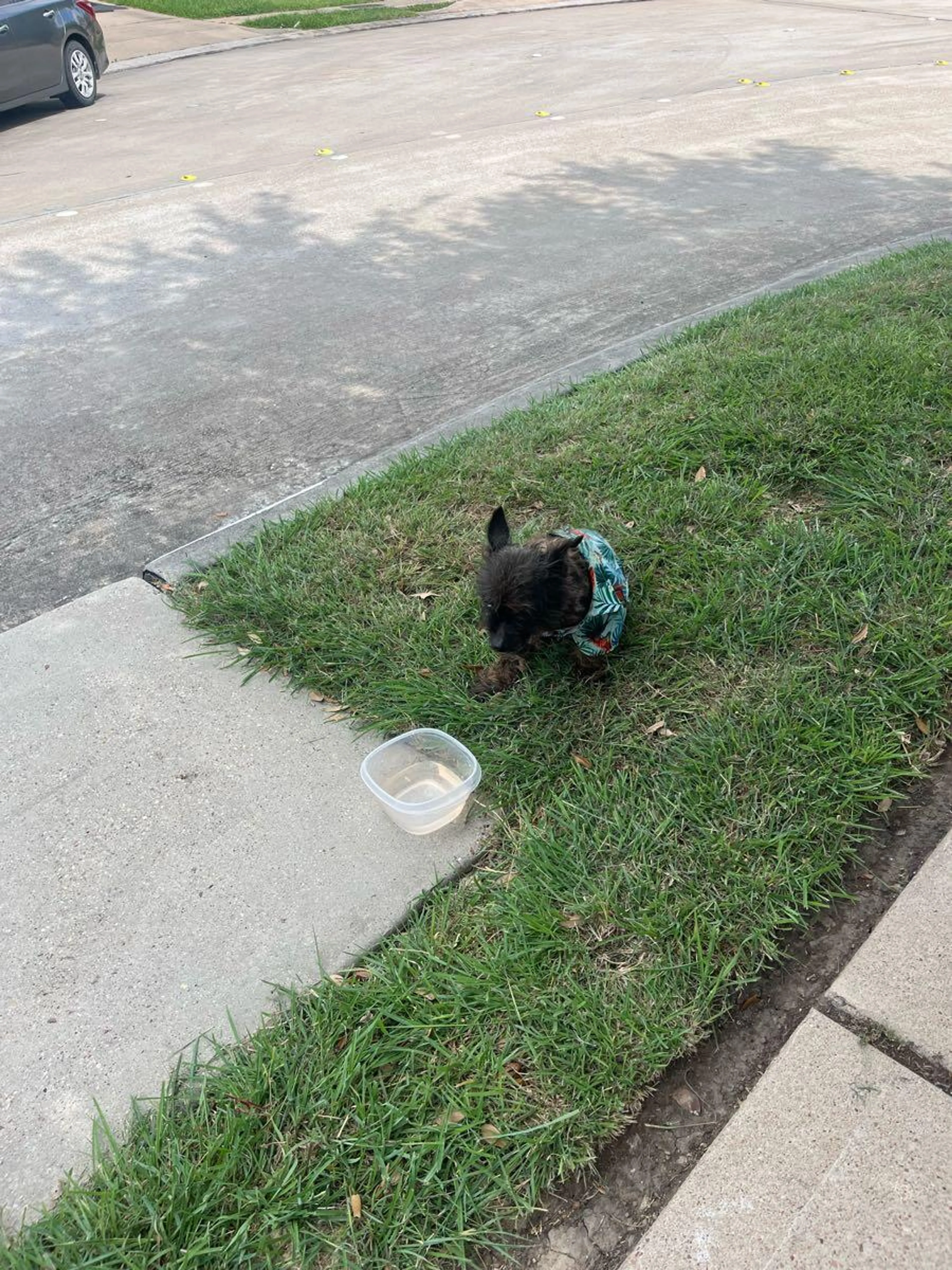 Found pet