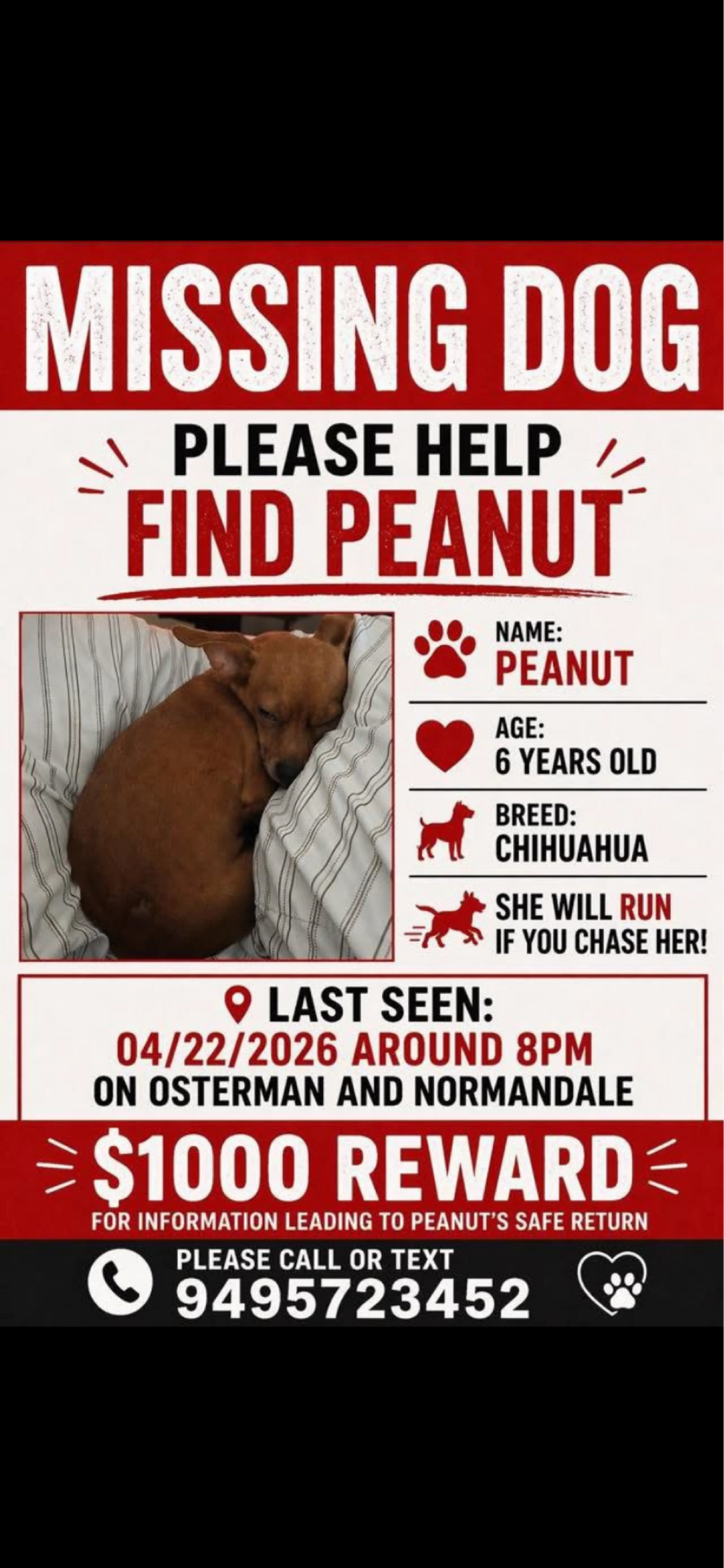 Lost pet
