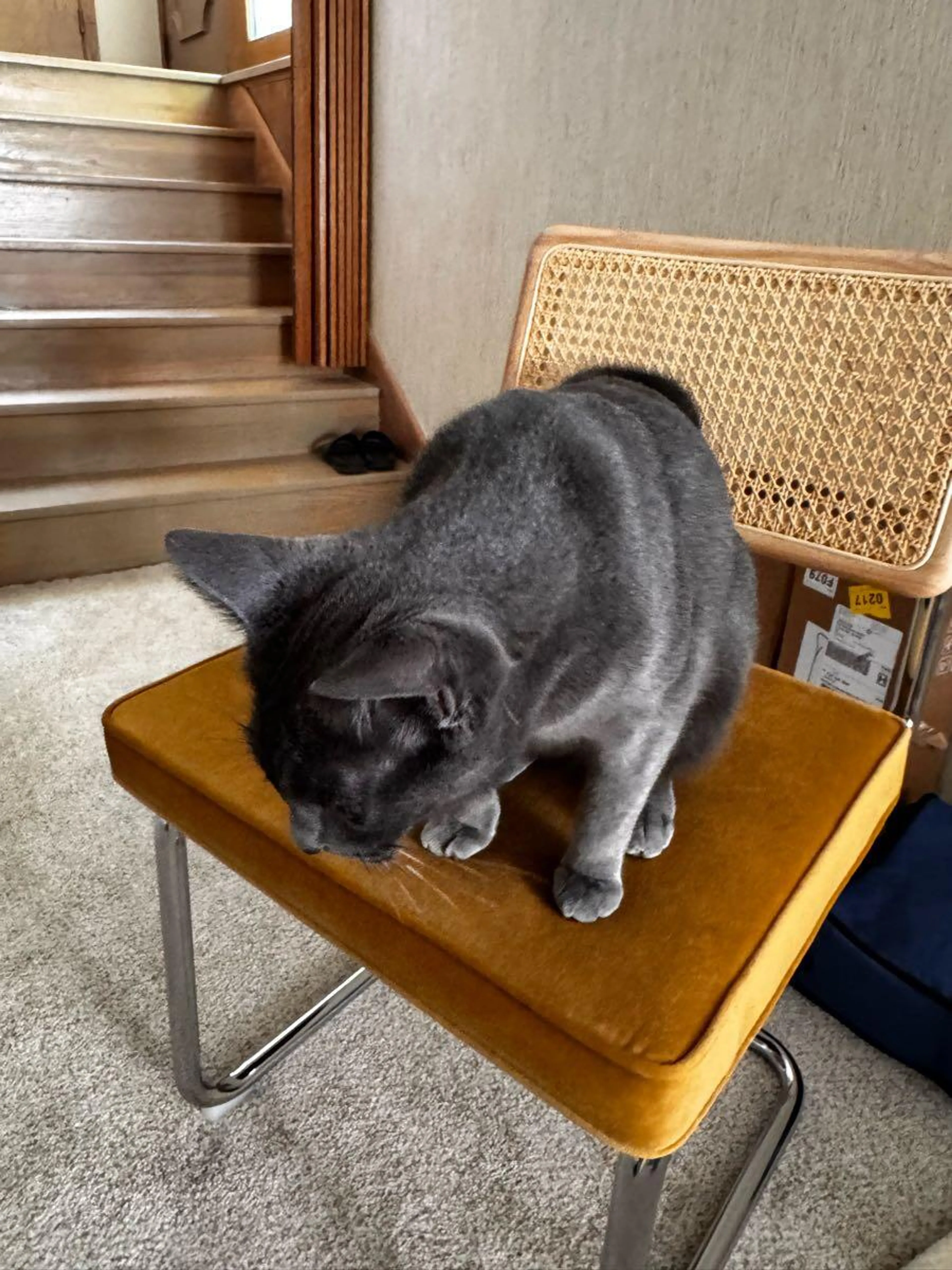 Lost pet