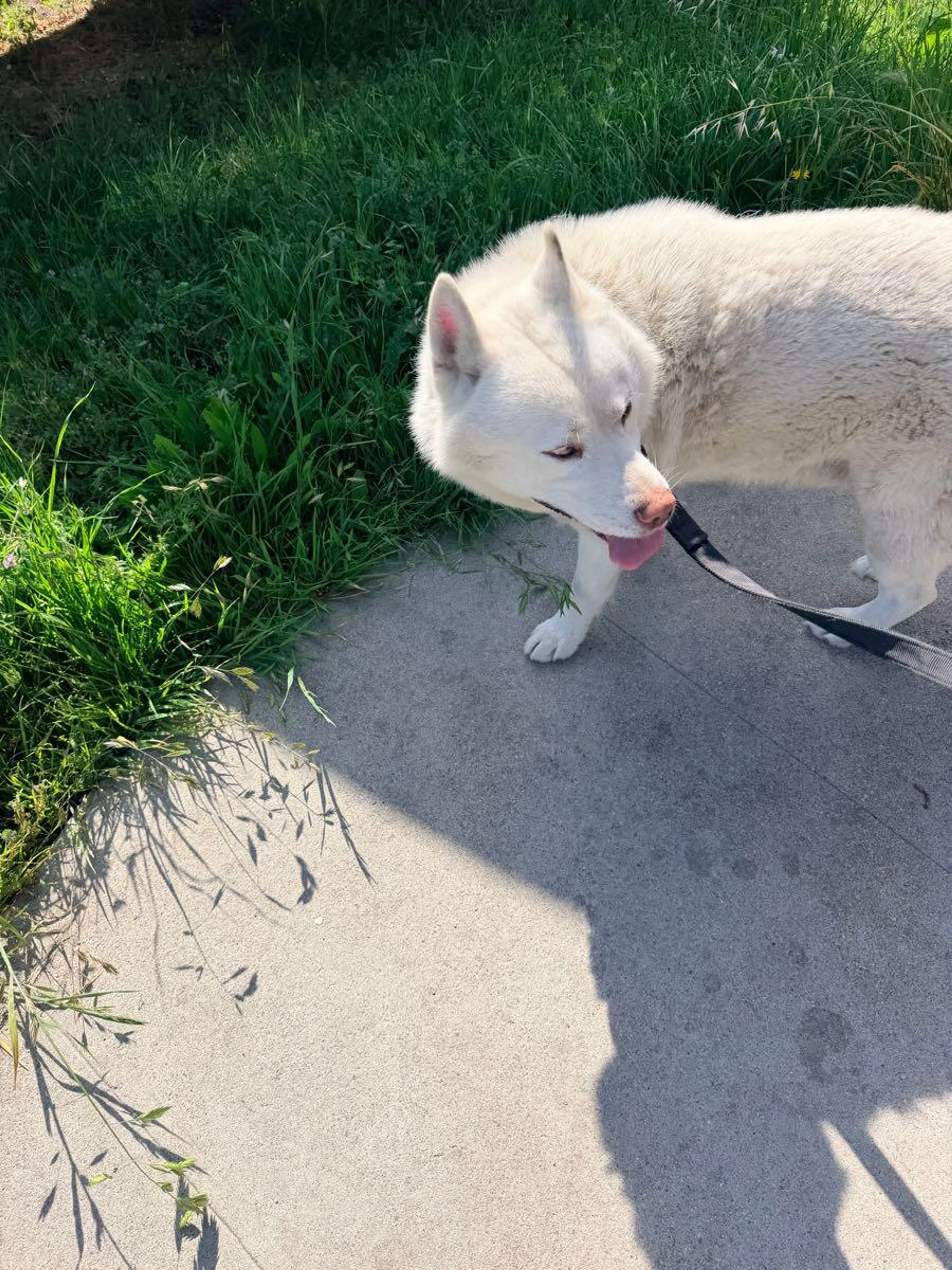 Found pet