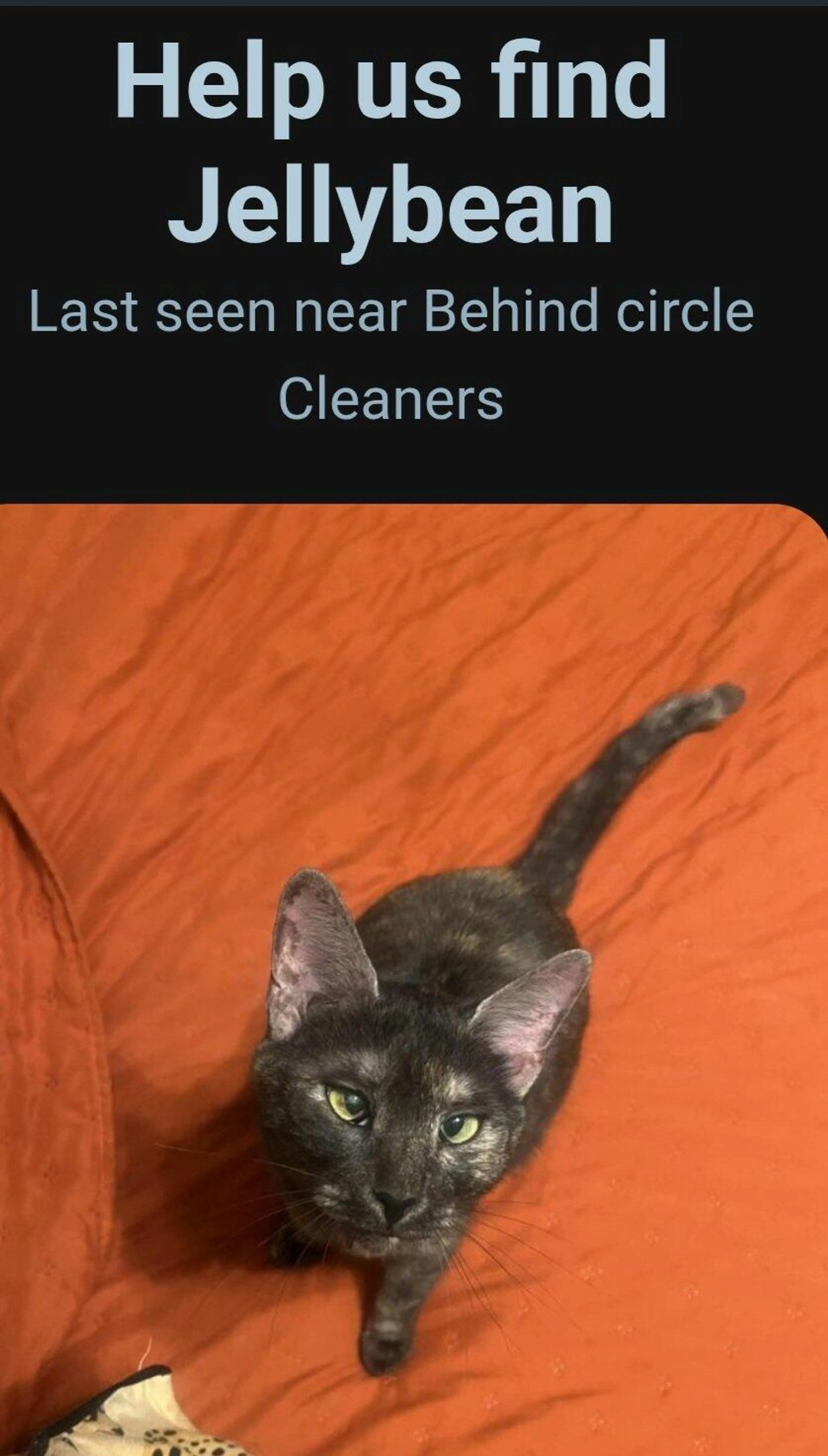 Lost pet