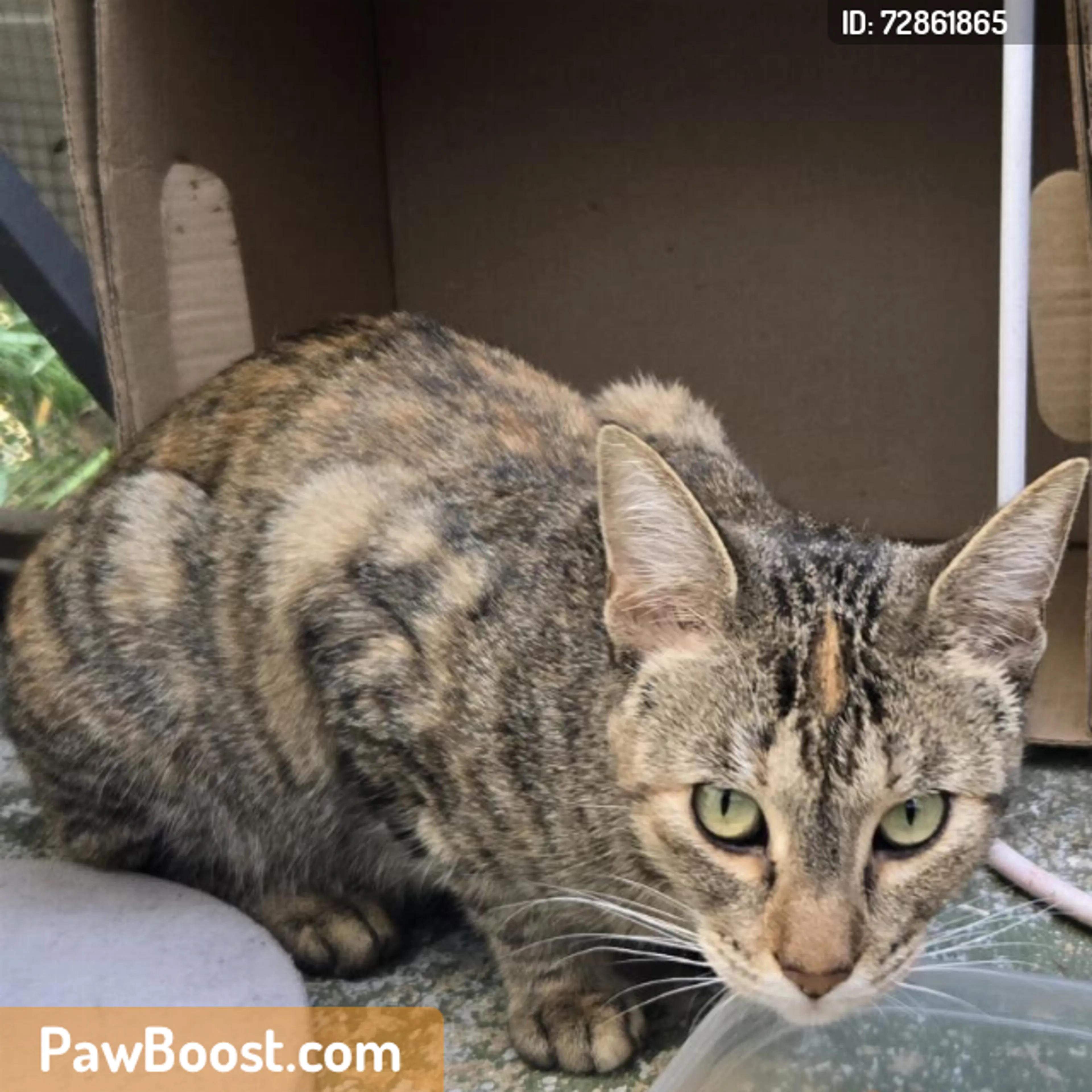 Found pet