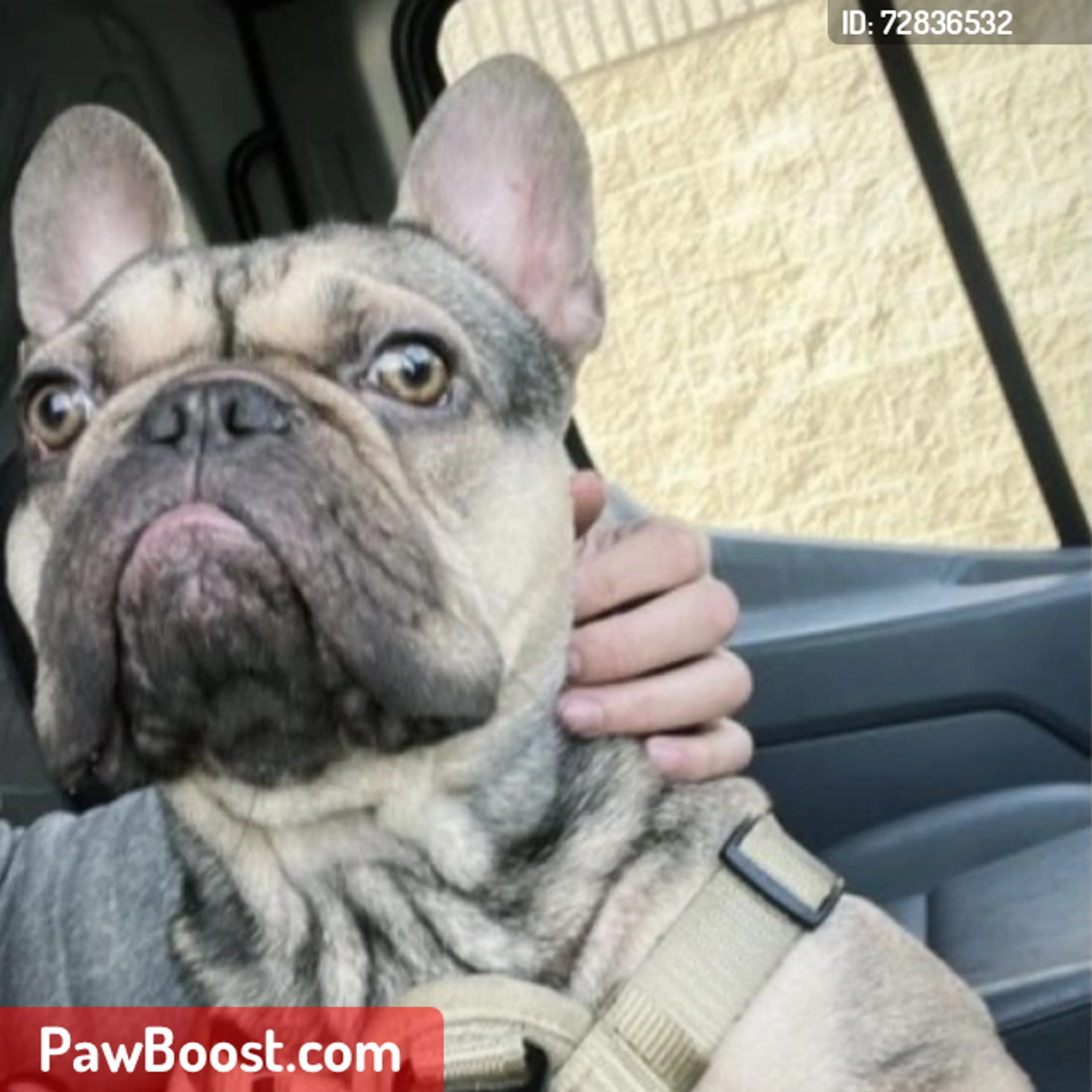 Lost pet