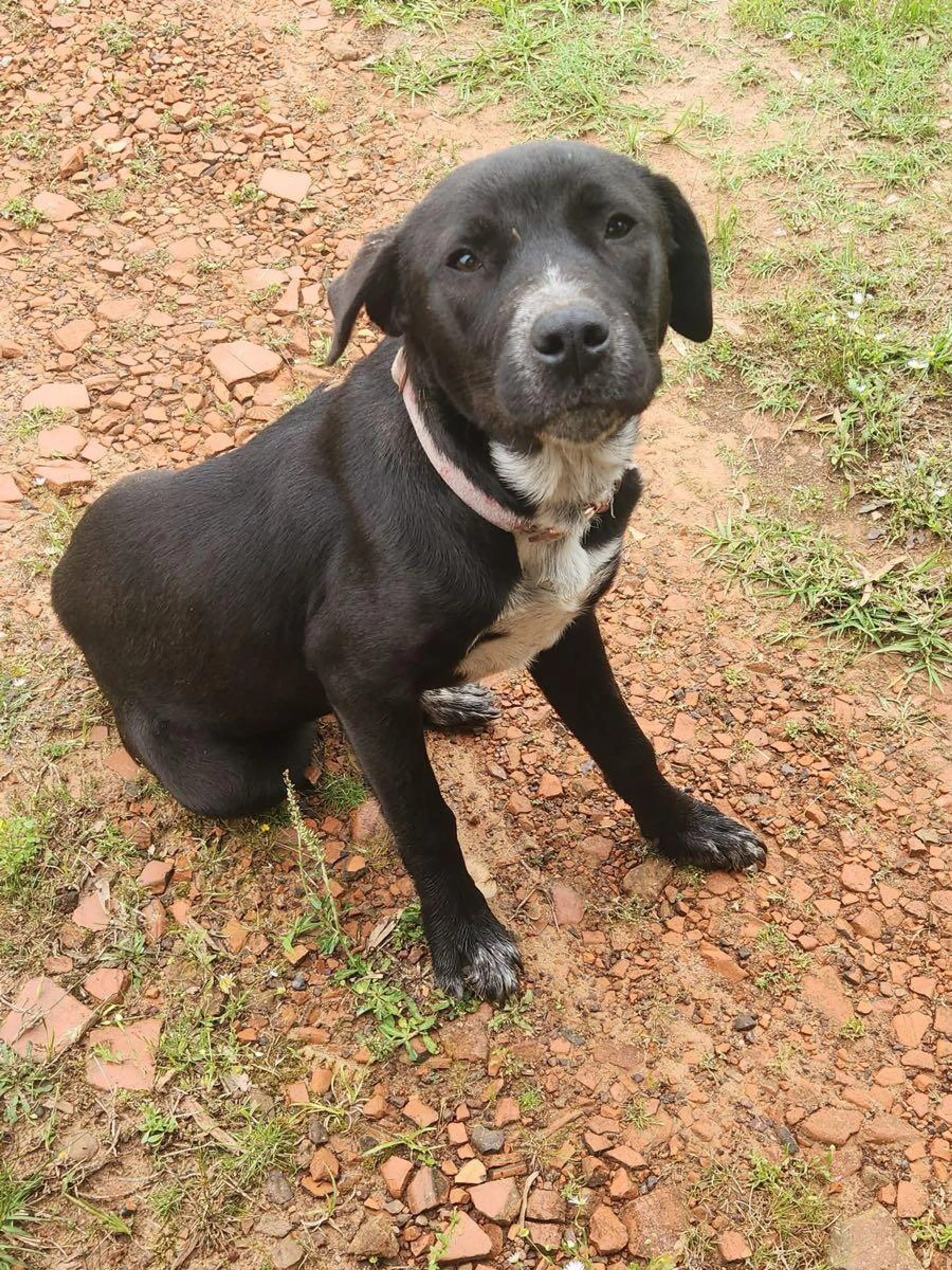 Found pet