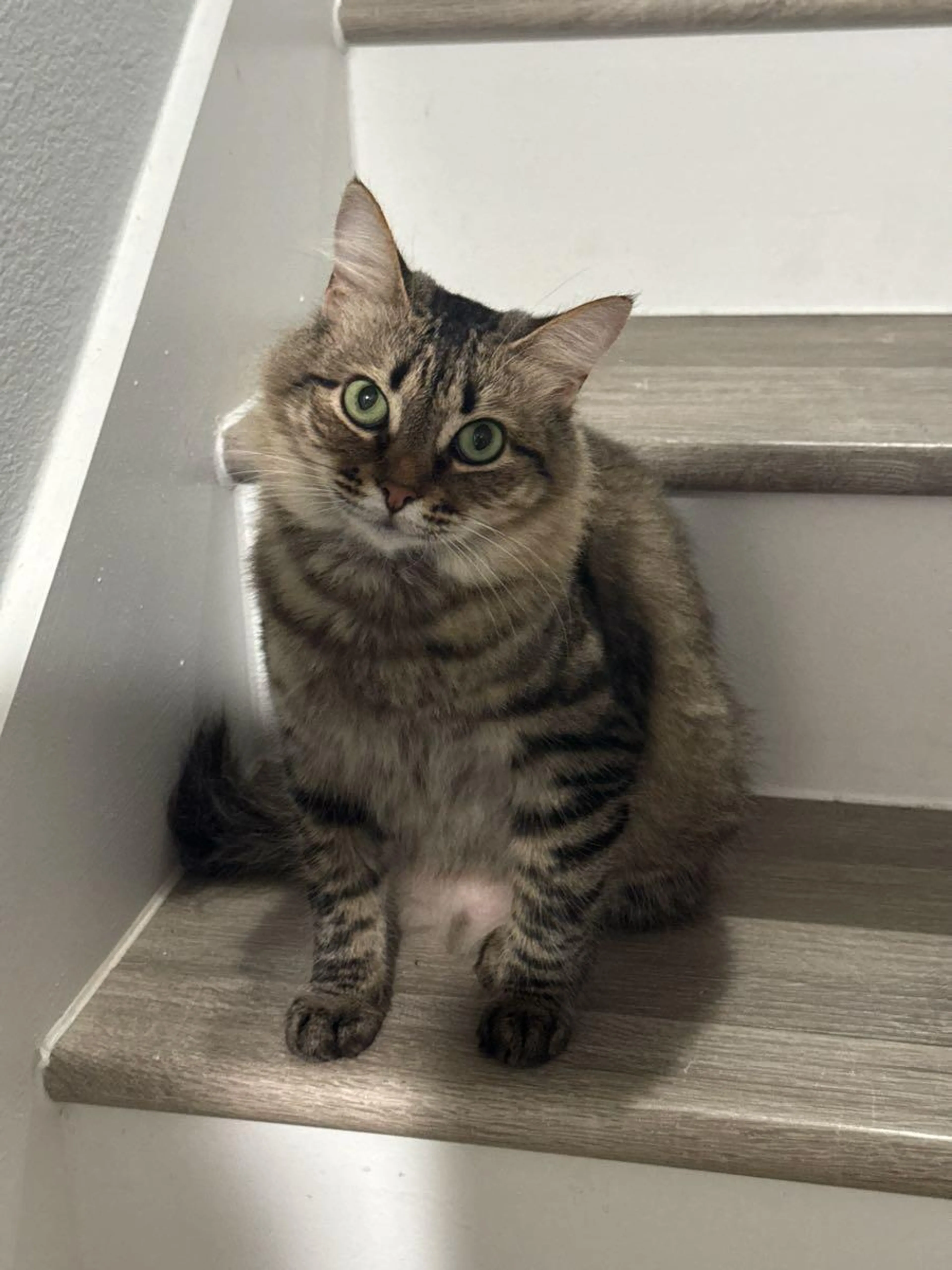 Lost pet