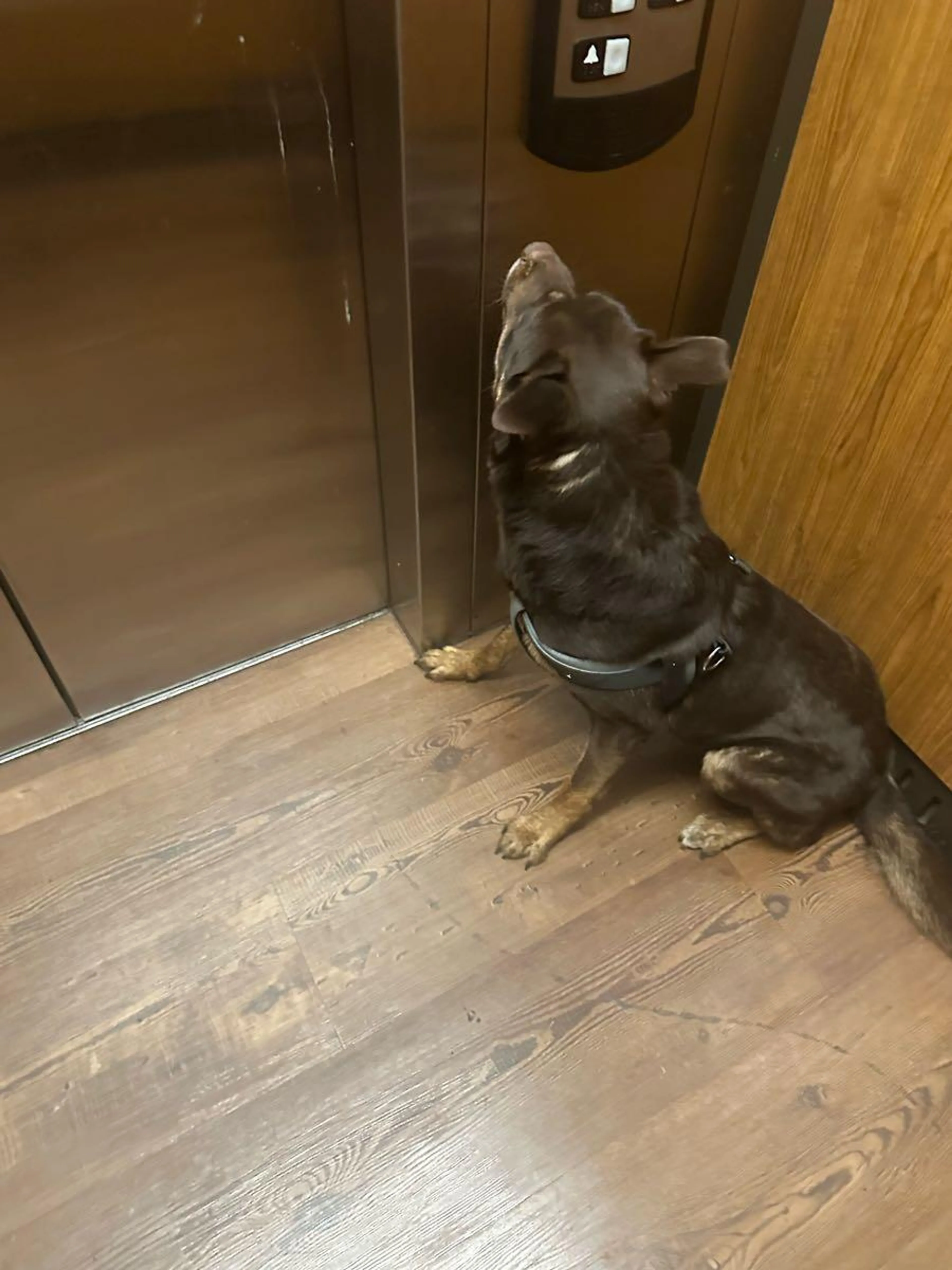 Found pet
