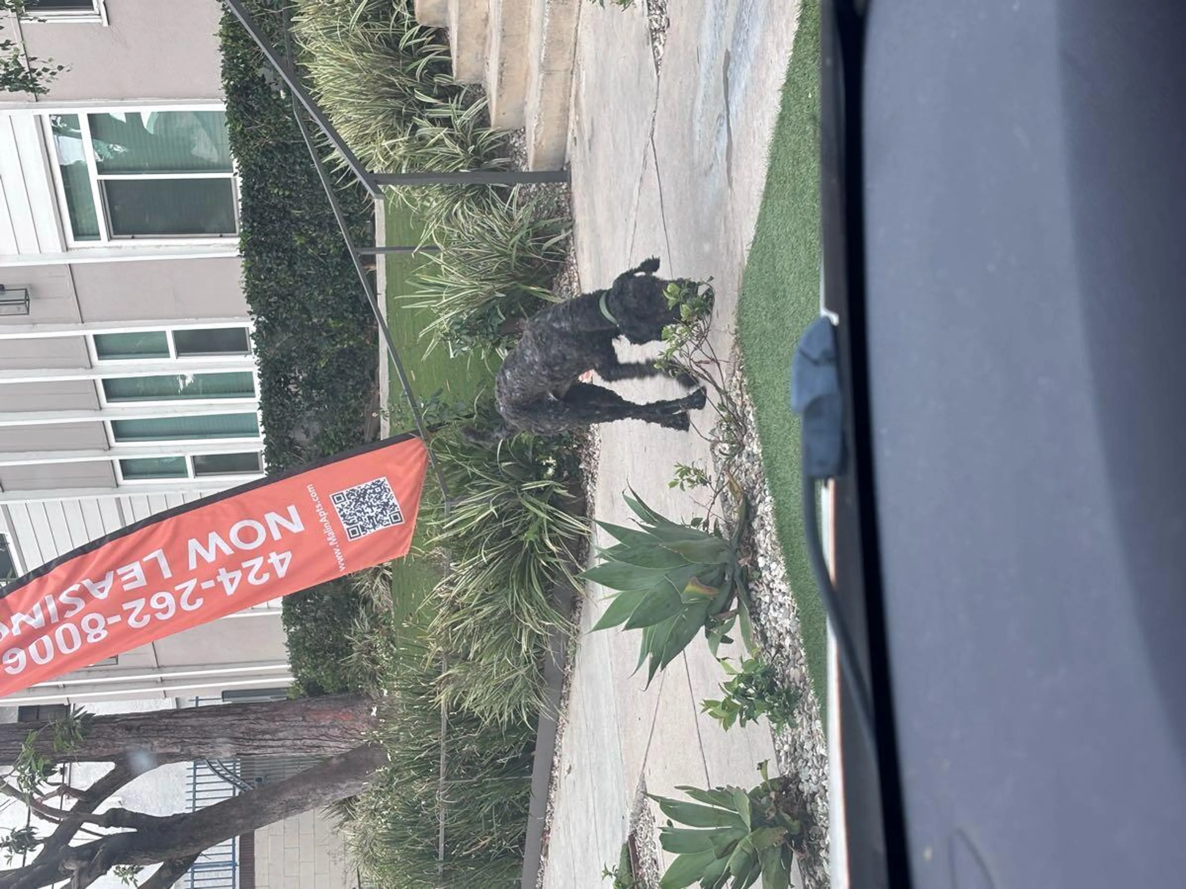 Lost pet