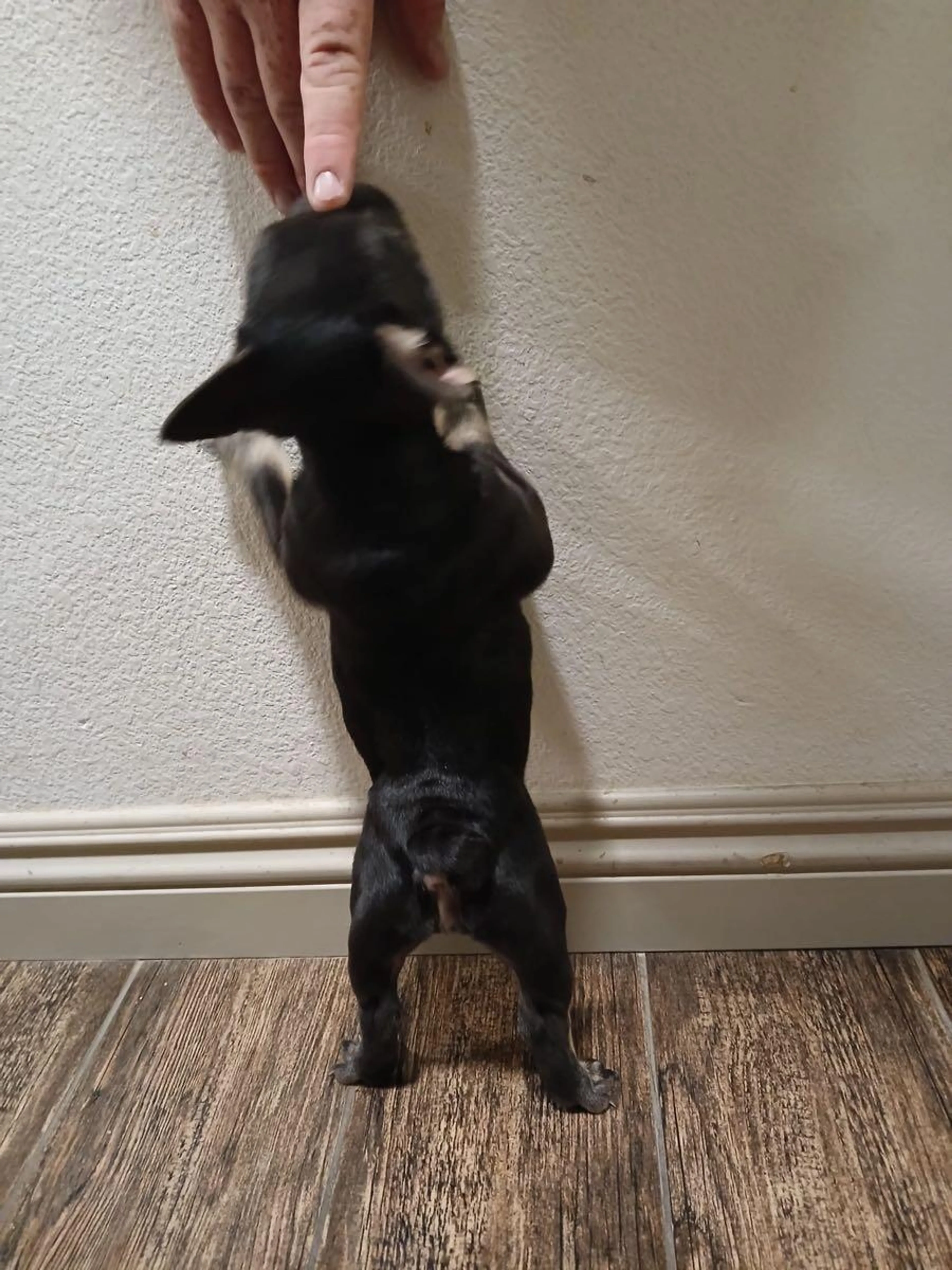 Lost pet