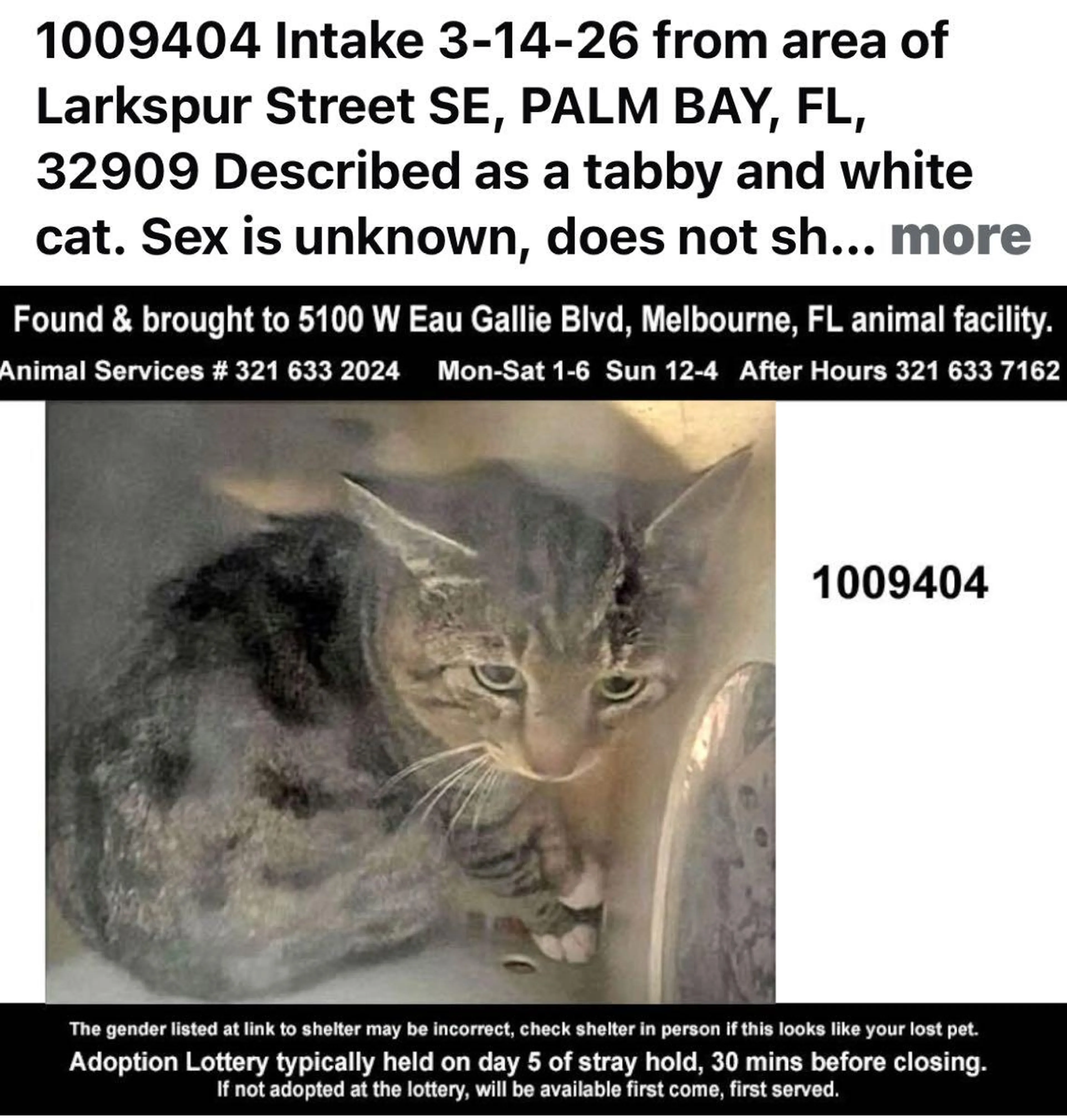 Found pet