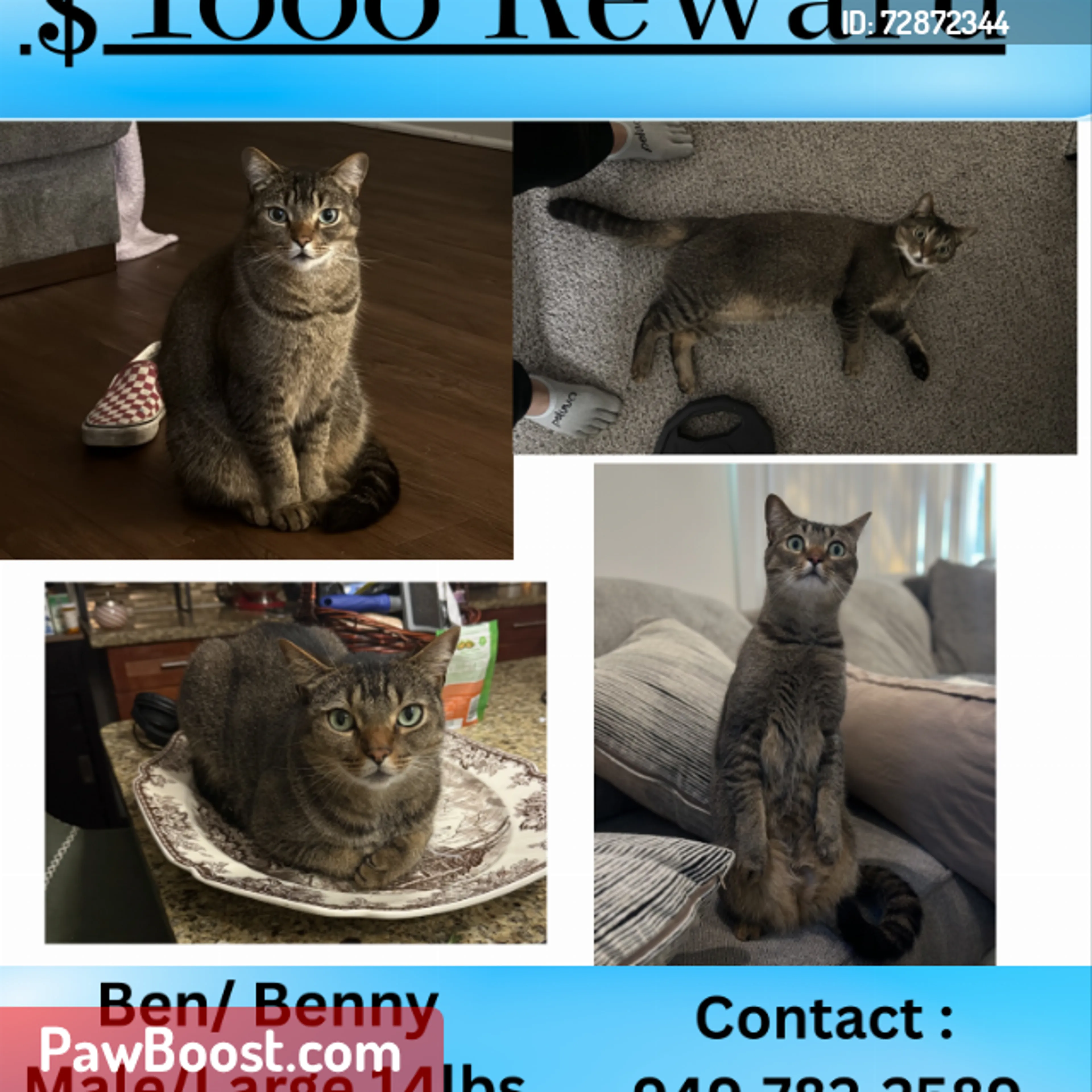 Lost pet