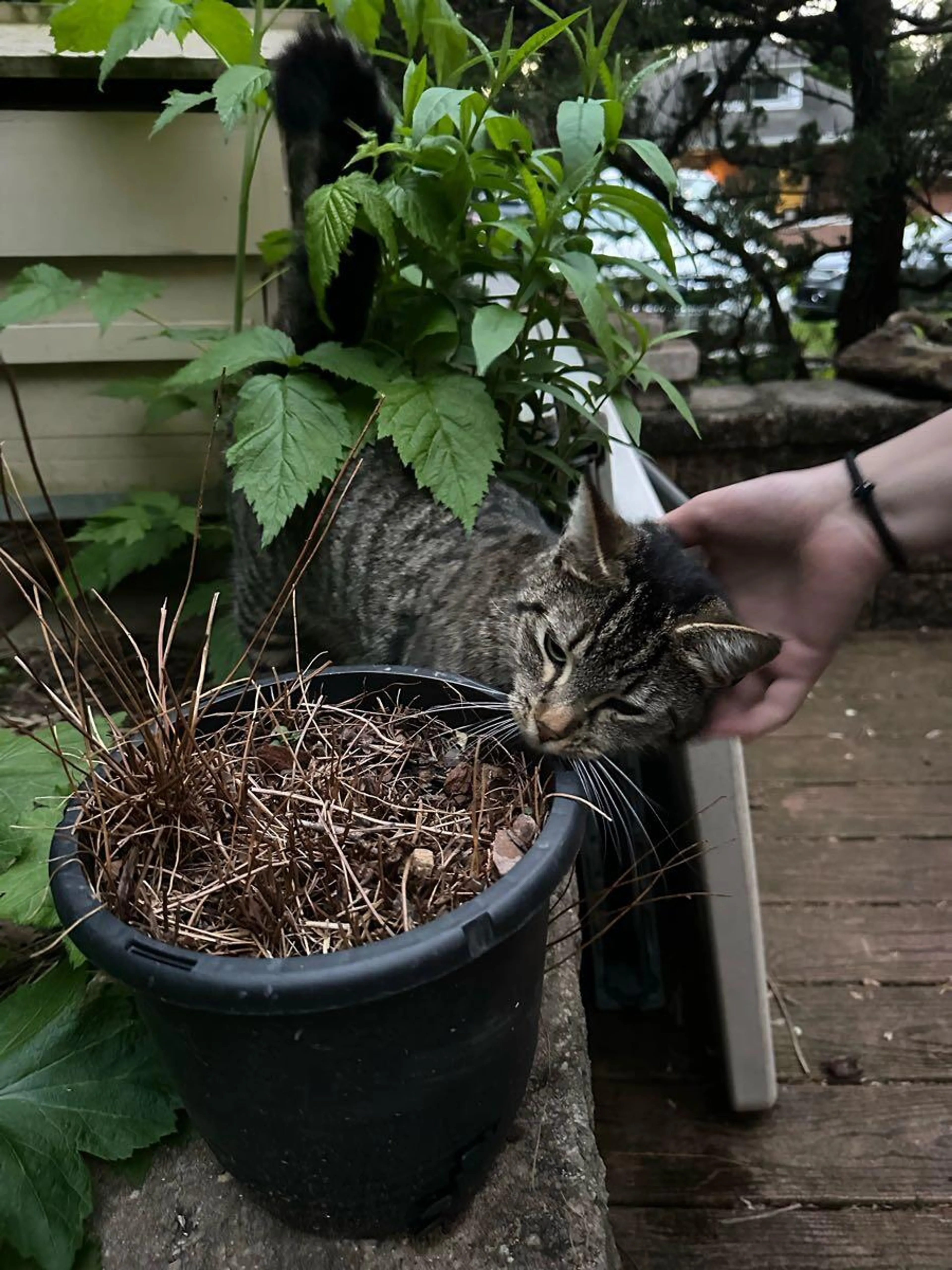 Found pet