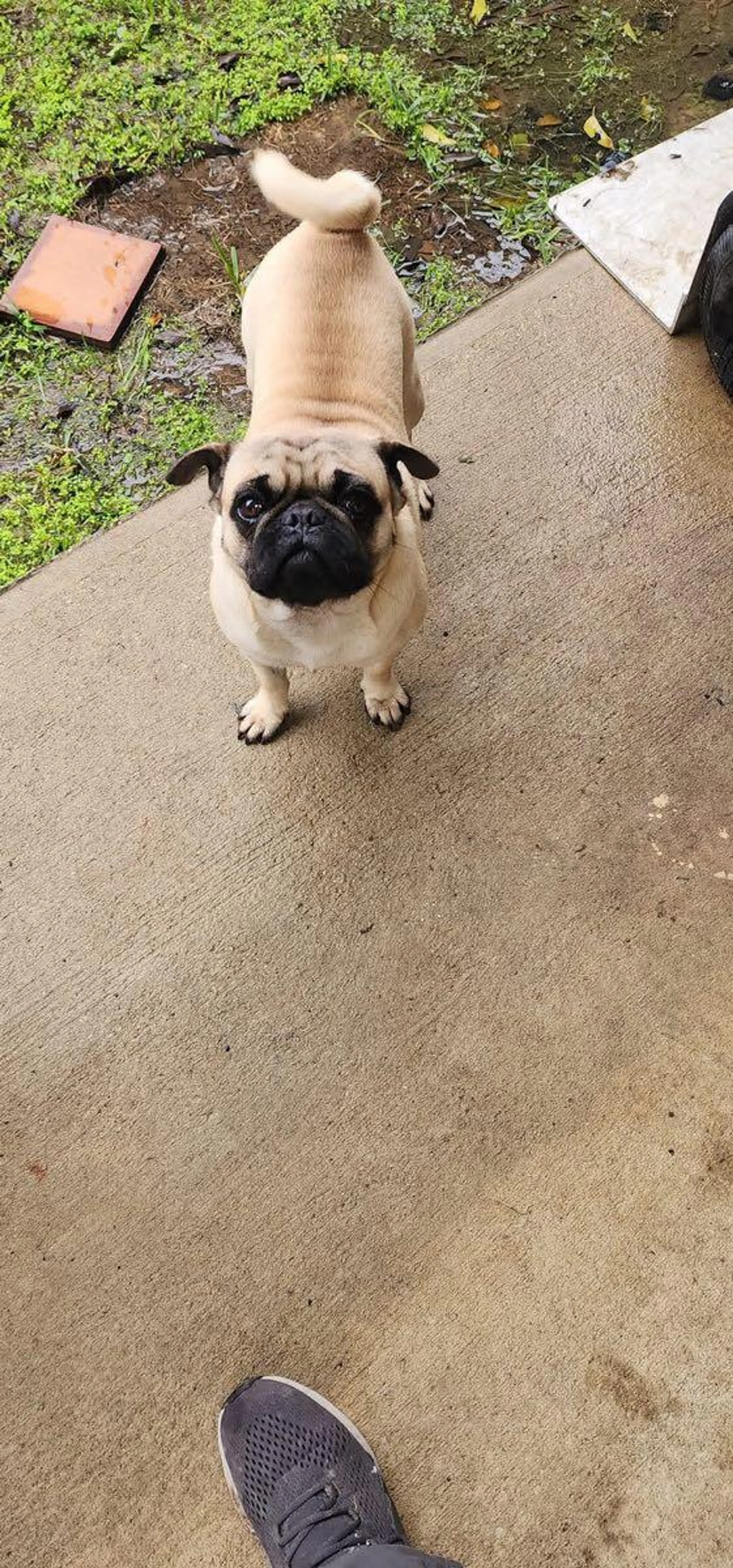Lost pet