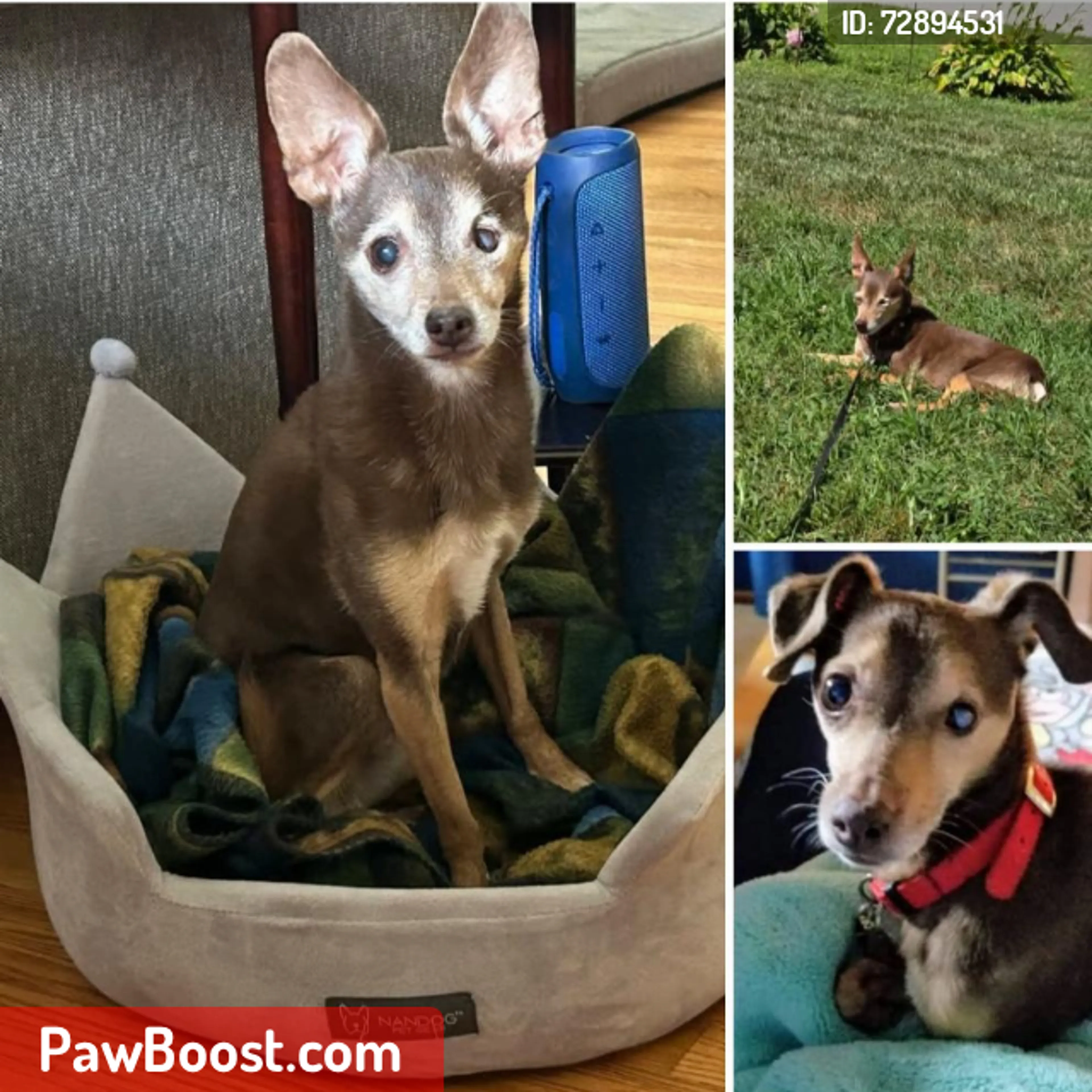Lost pet